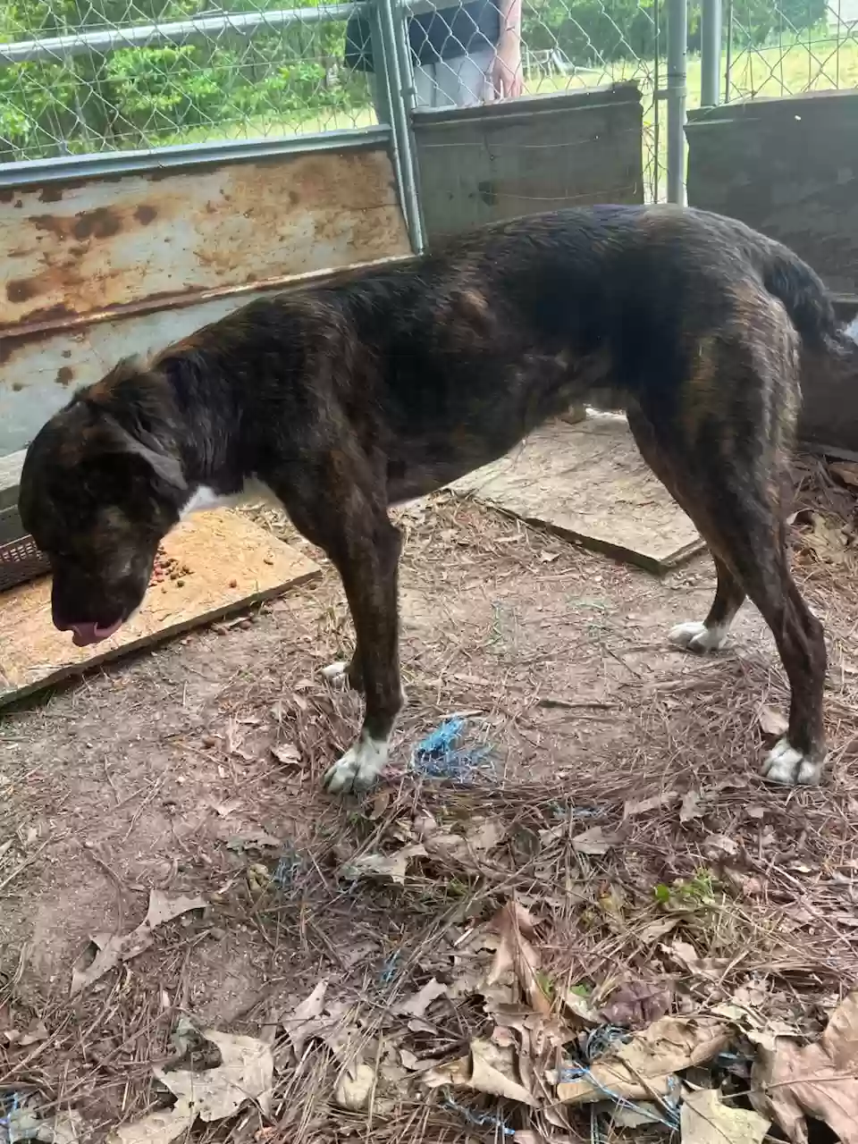 adoptable Dog in Emporia,VA named