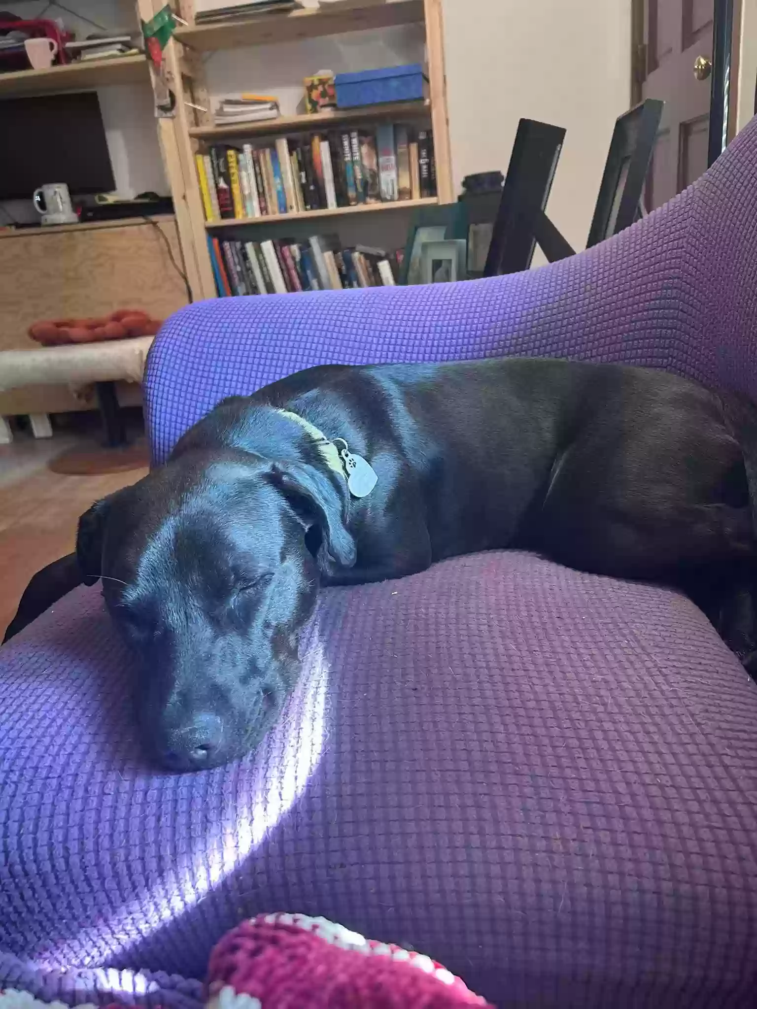 adoptable Dog in Tucker,GA named Little G