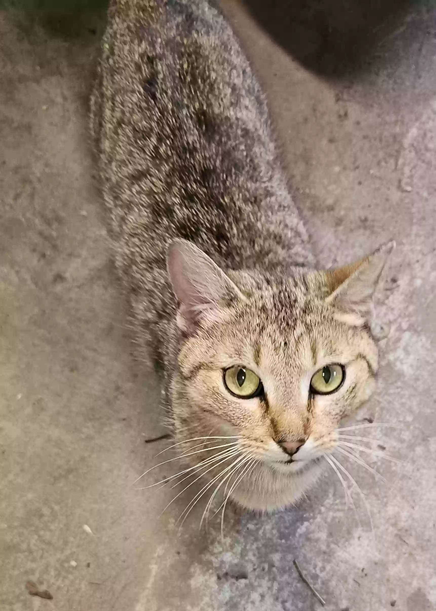 adoptable Cat in Collinsville,IL named
