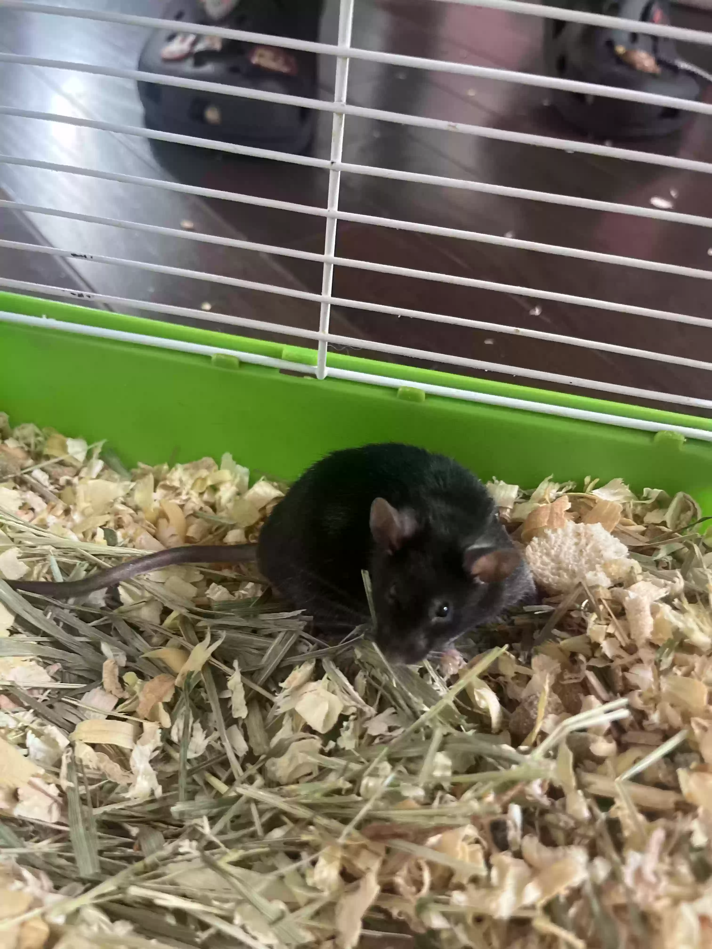 adoptable in Chicago,IL named Charlie and Willy