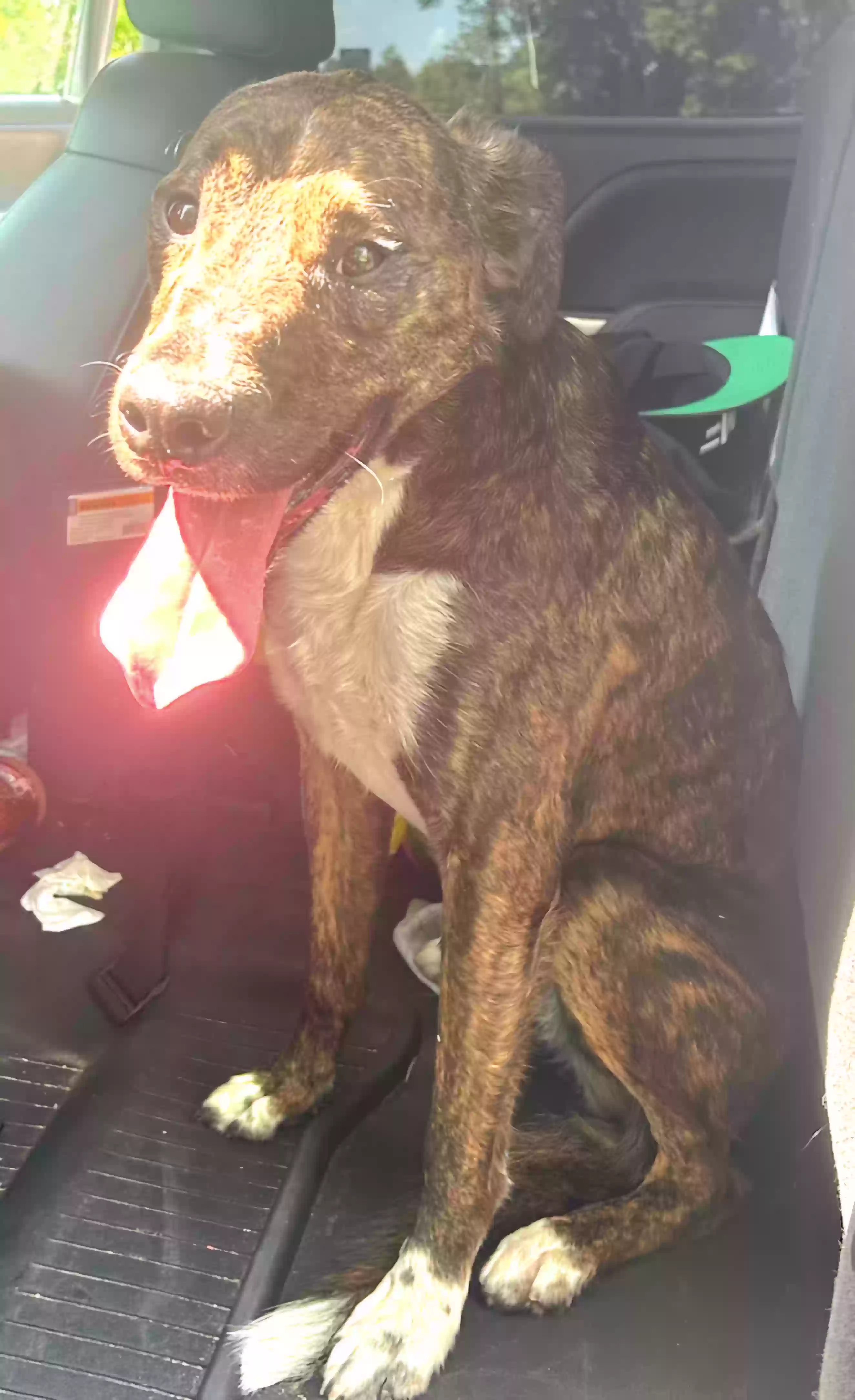 adoptable Dog in Emporia,VA named