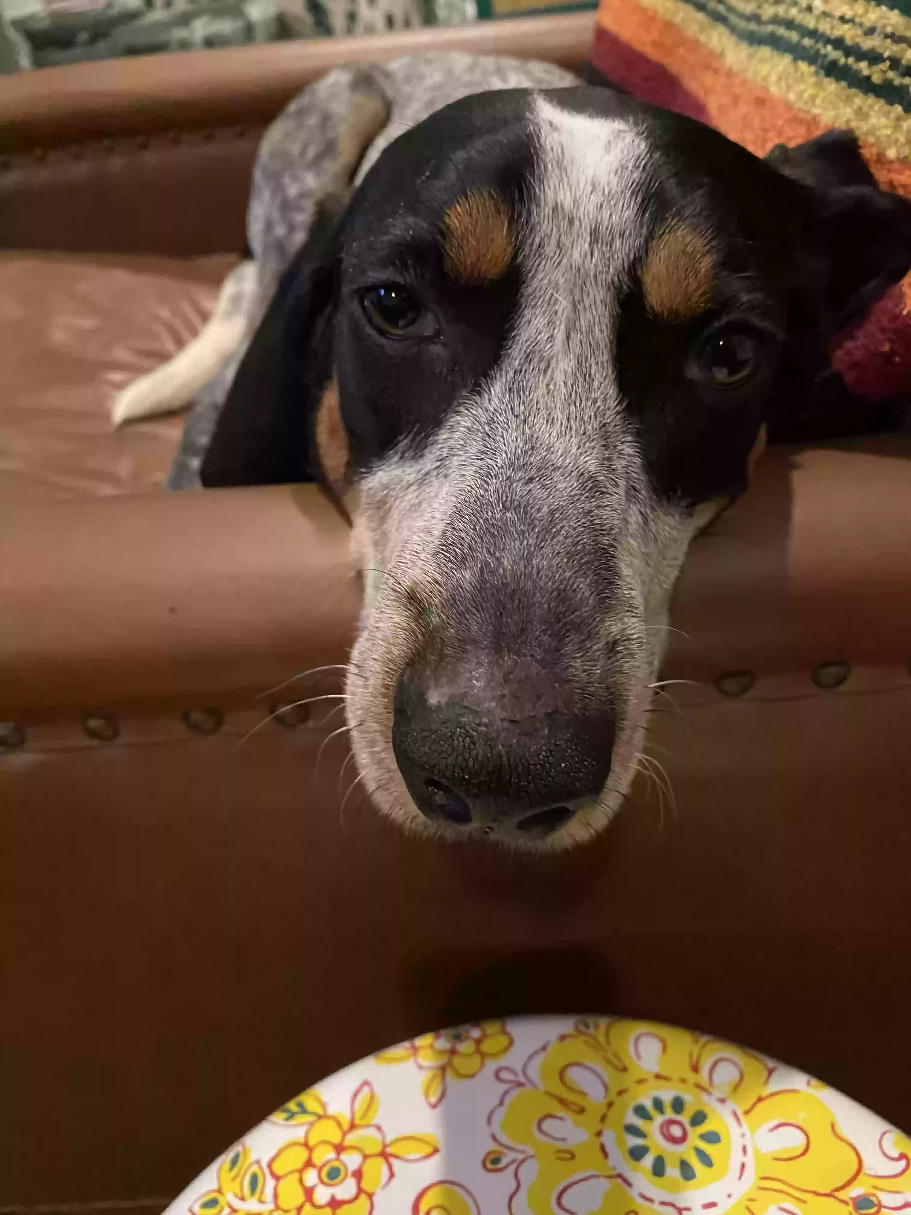 adoptable Dog in Travelers Rest,SC named Lucky