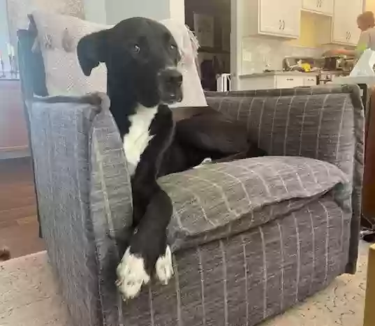 adoptable Dog in Galesburg,MI named Mulder