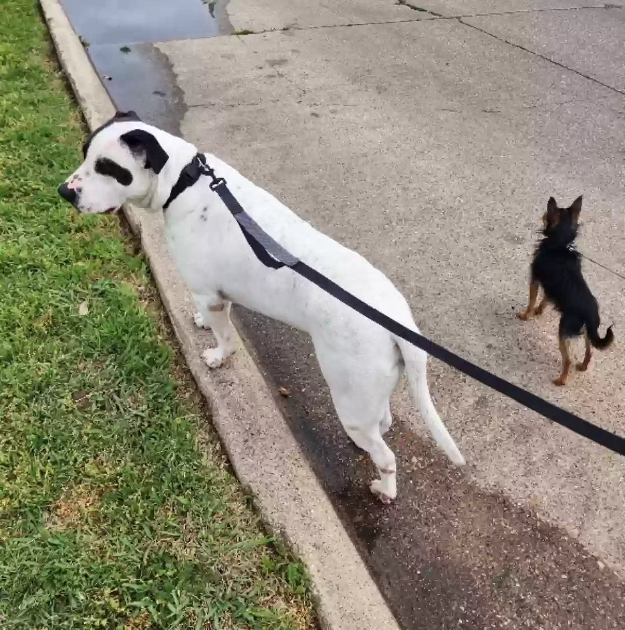 adoptable Dog in Dallas,TX named Draco