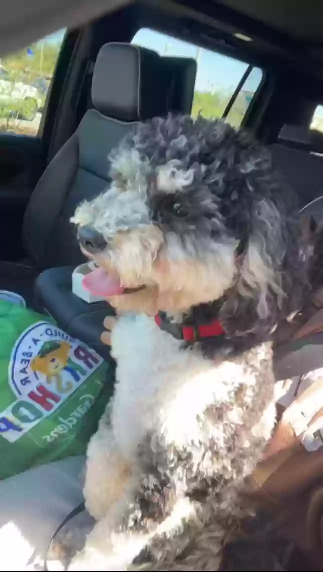 adoptable Dog in Suwanee,GA named Beanie