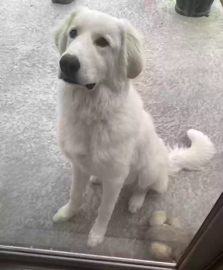 adoptable Dog in Allen,TX named Rico