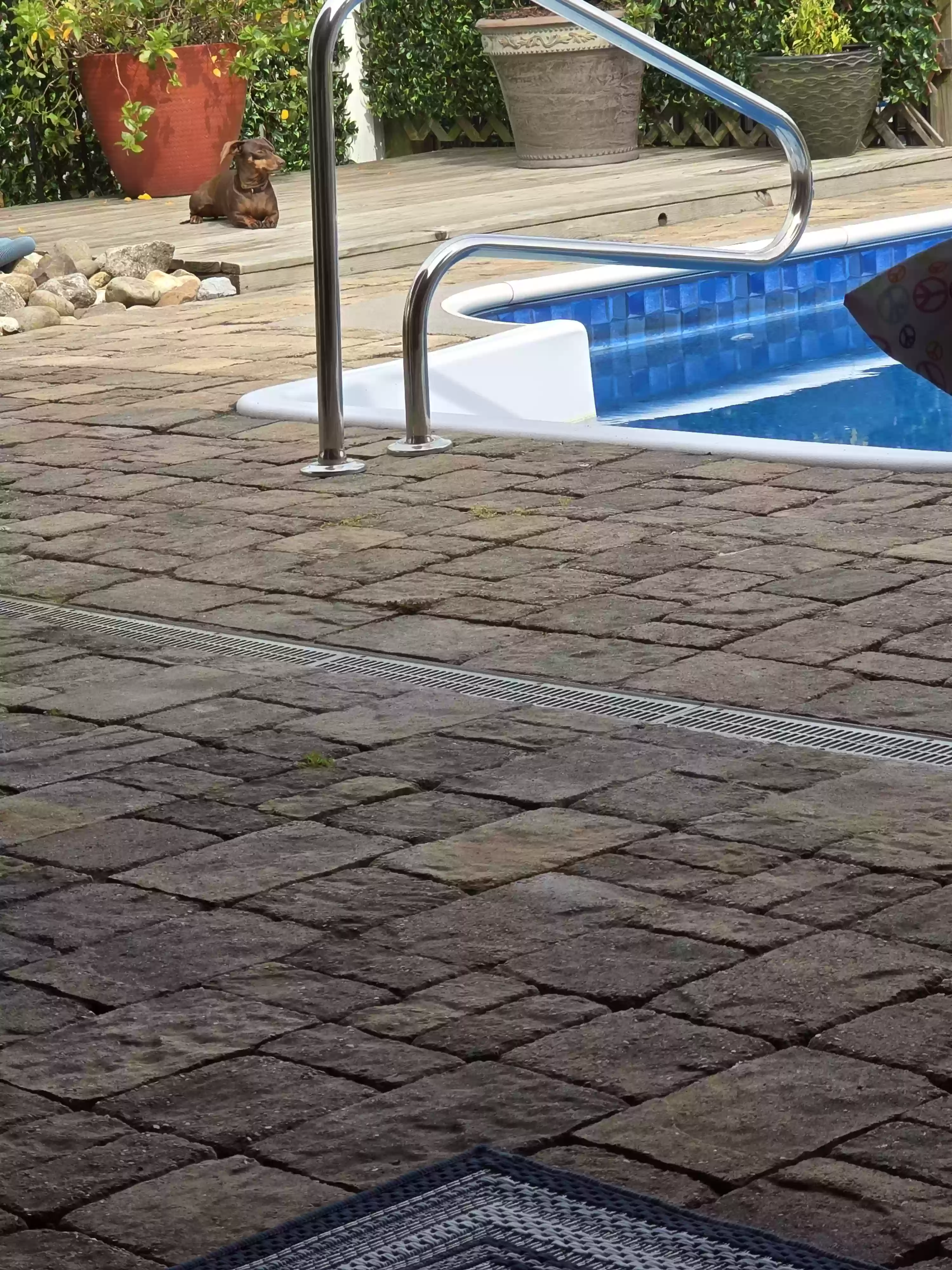 adoptable Dog in Gonzales,LA named Annie