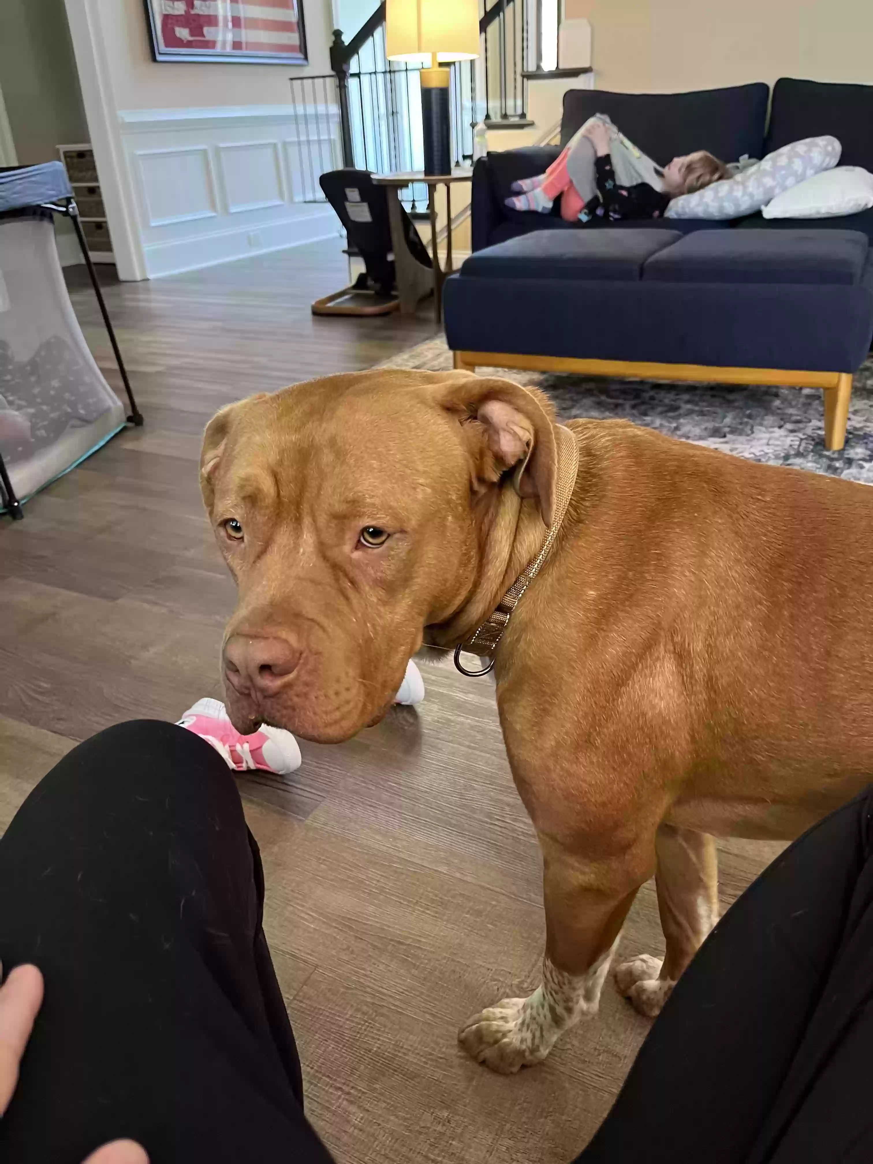 adoptable Dog in Fayetteville,GA named Bo