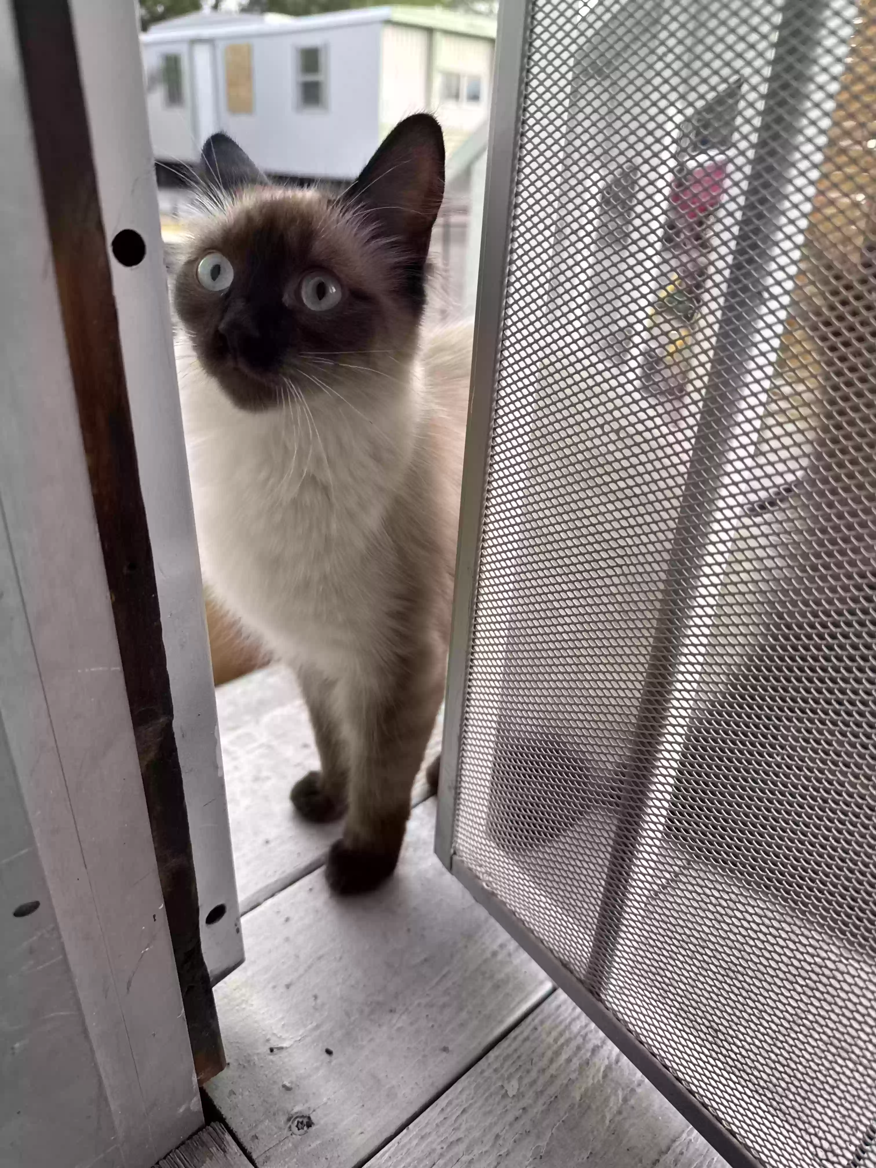 adoptable Cat in Las Vegas,NV named 