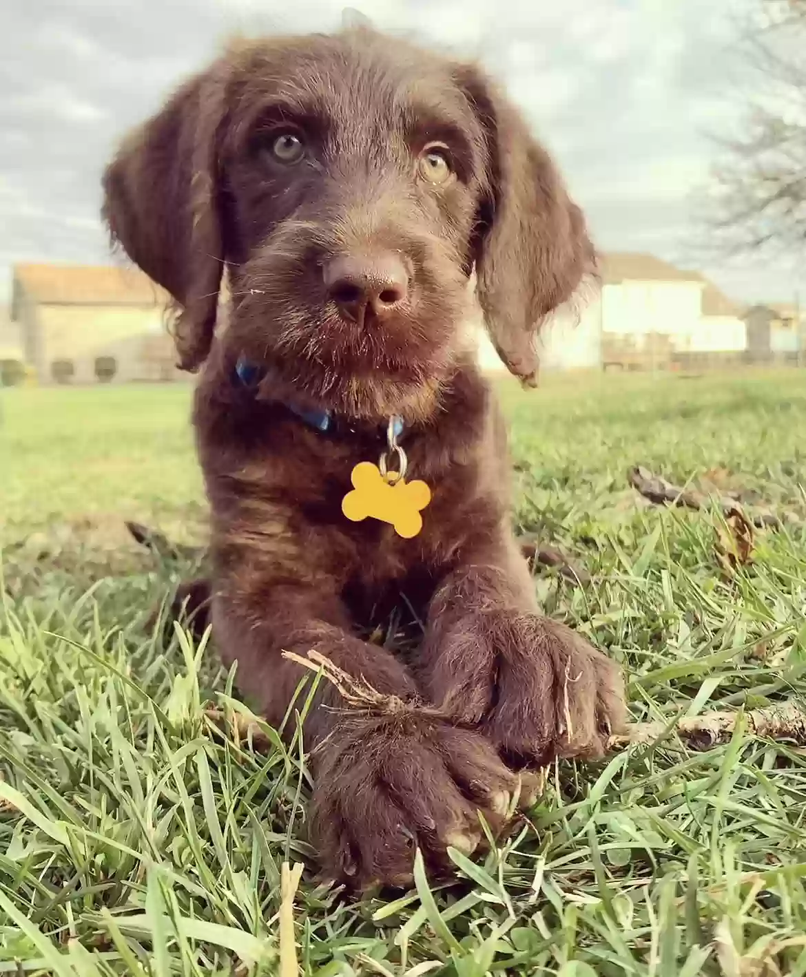 adoptable Dog in Hamilton,OH named 