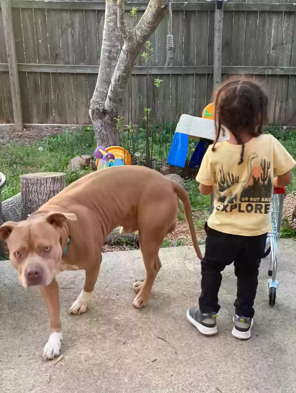 adoptable Dog in Hiram,GA named Waley