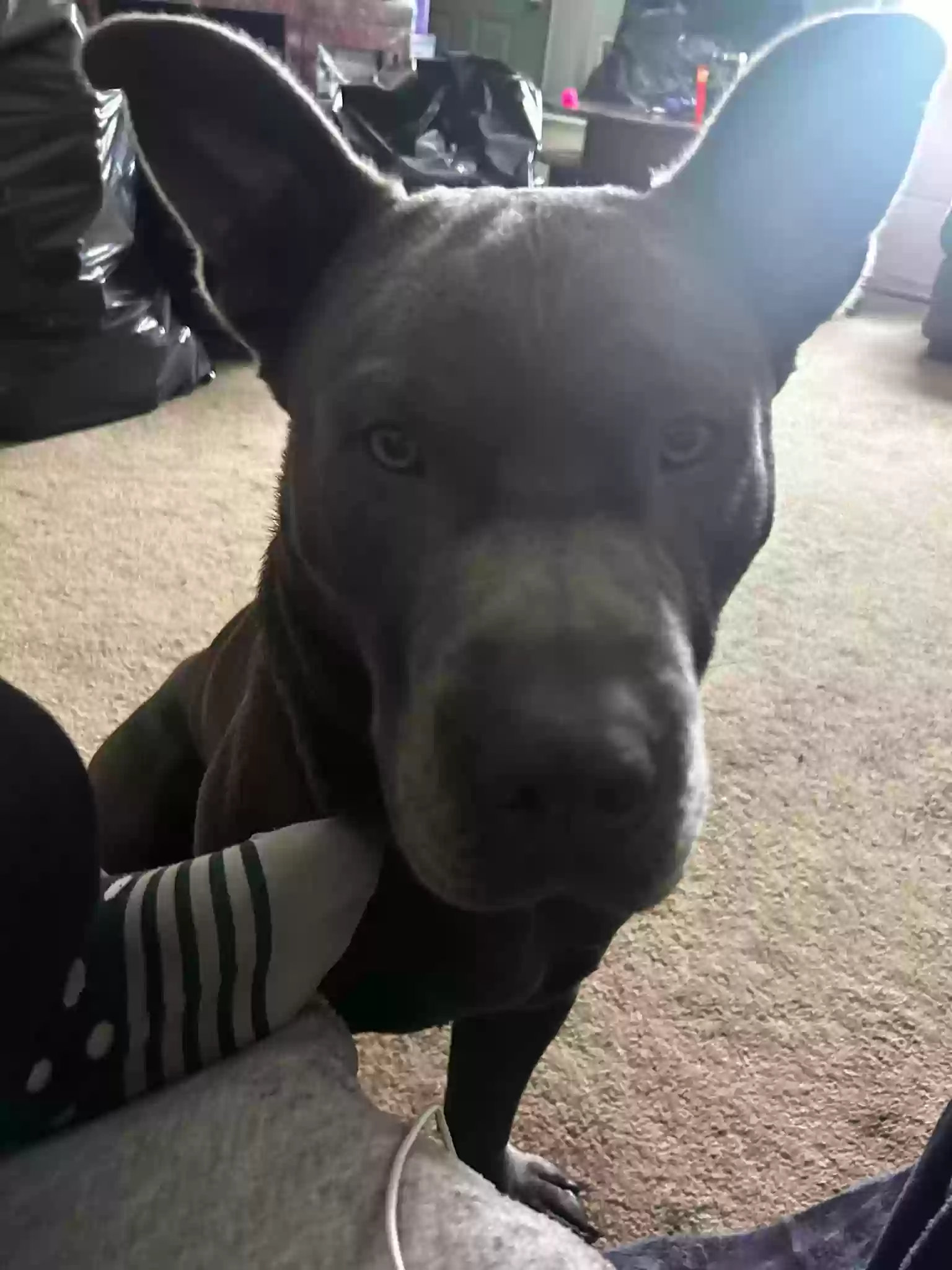 adoptable Dog in Saint Clair Shores,MI named