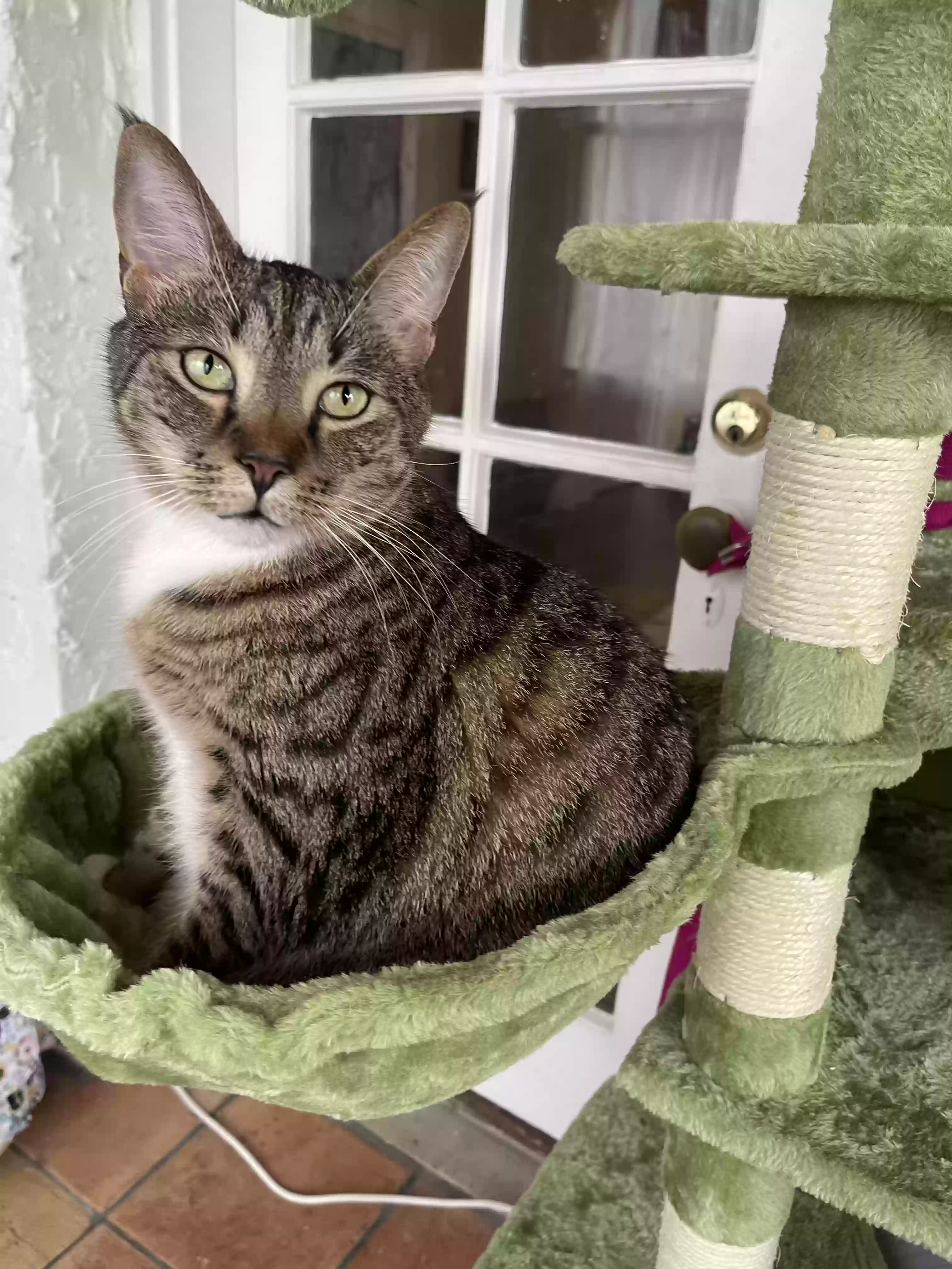 adoptable Cat in Niceville,FL named Little foot