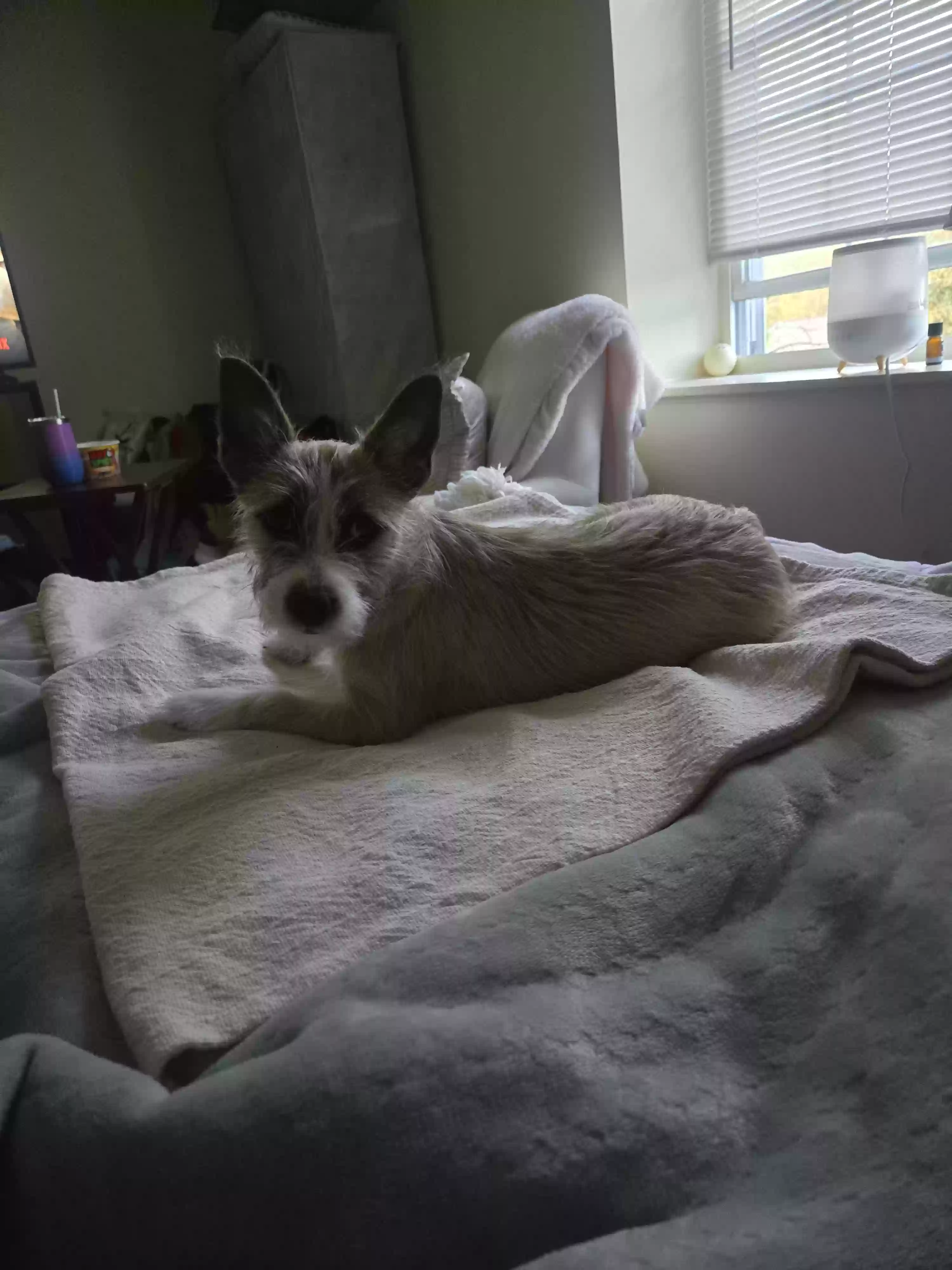 adoptable Dog in Richmond,VA named Sadie