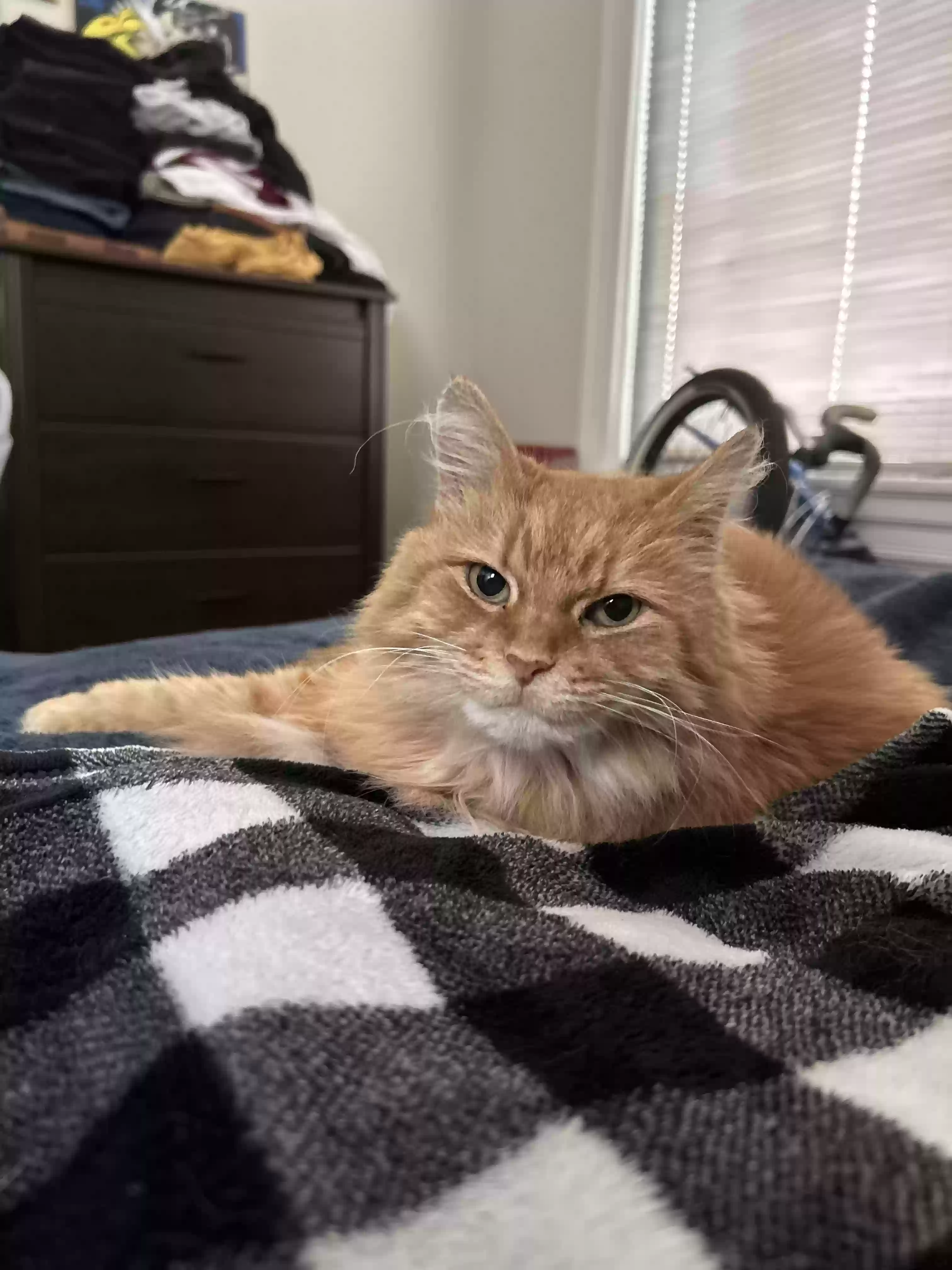 adoptable Cat in Cincinnati,OH named Olive