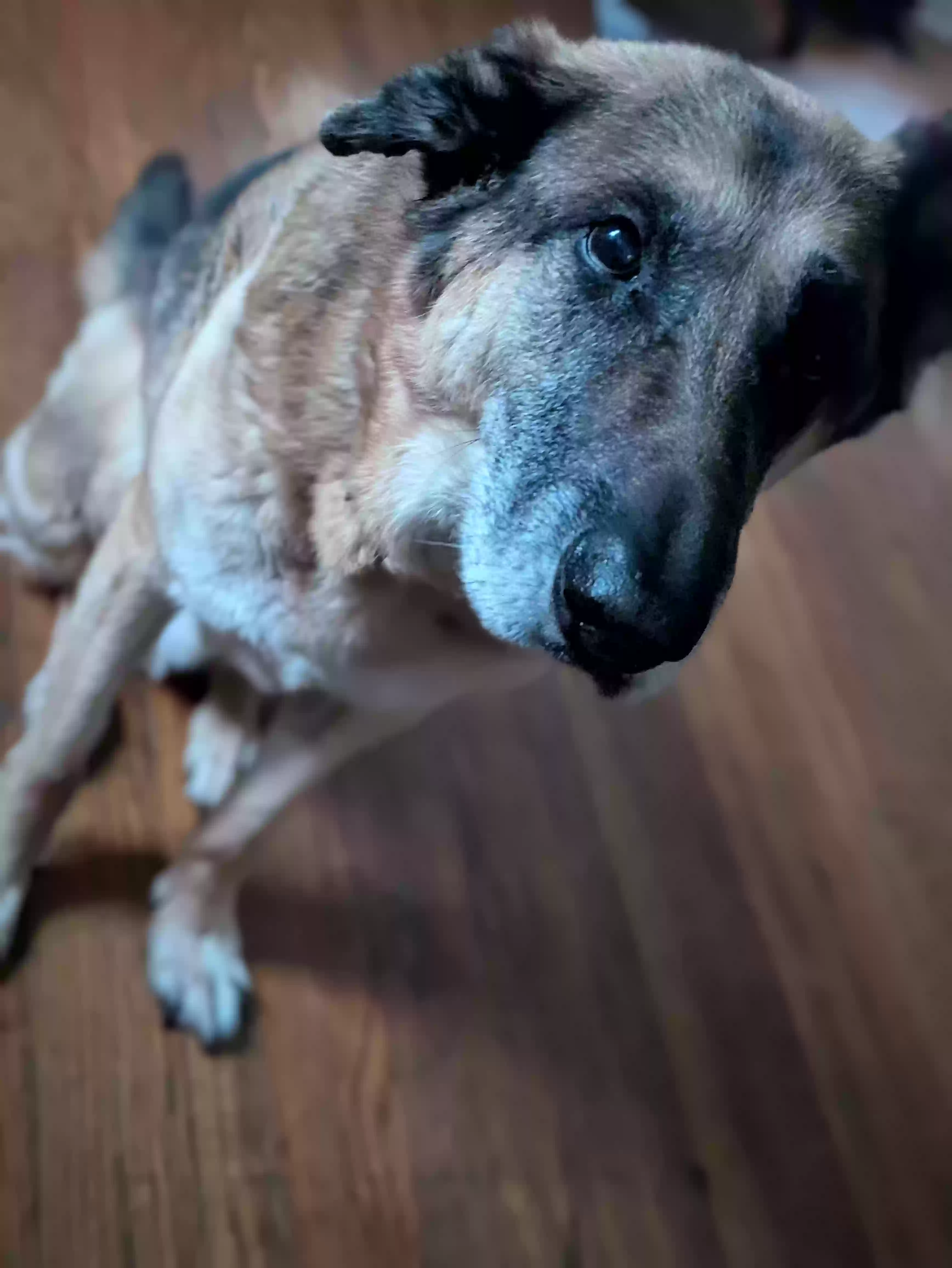 adoptable Dog in Columbia,MO named yoshi boy