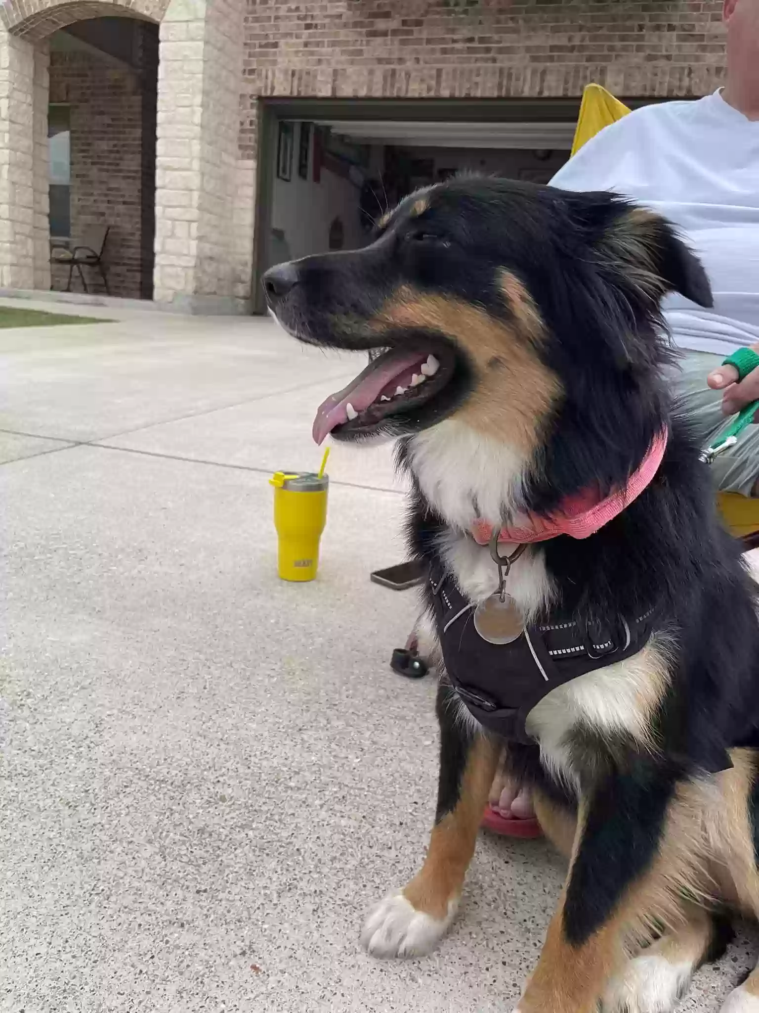 adoptable Dog in Temple,TX named Penny