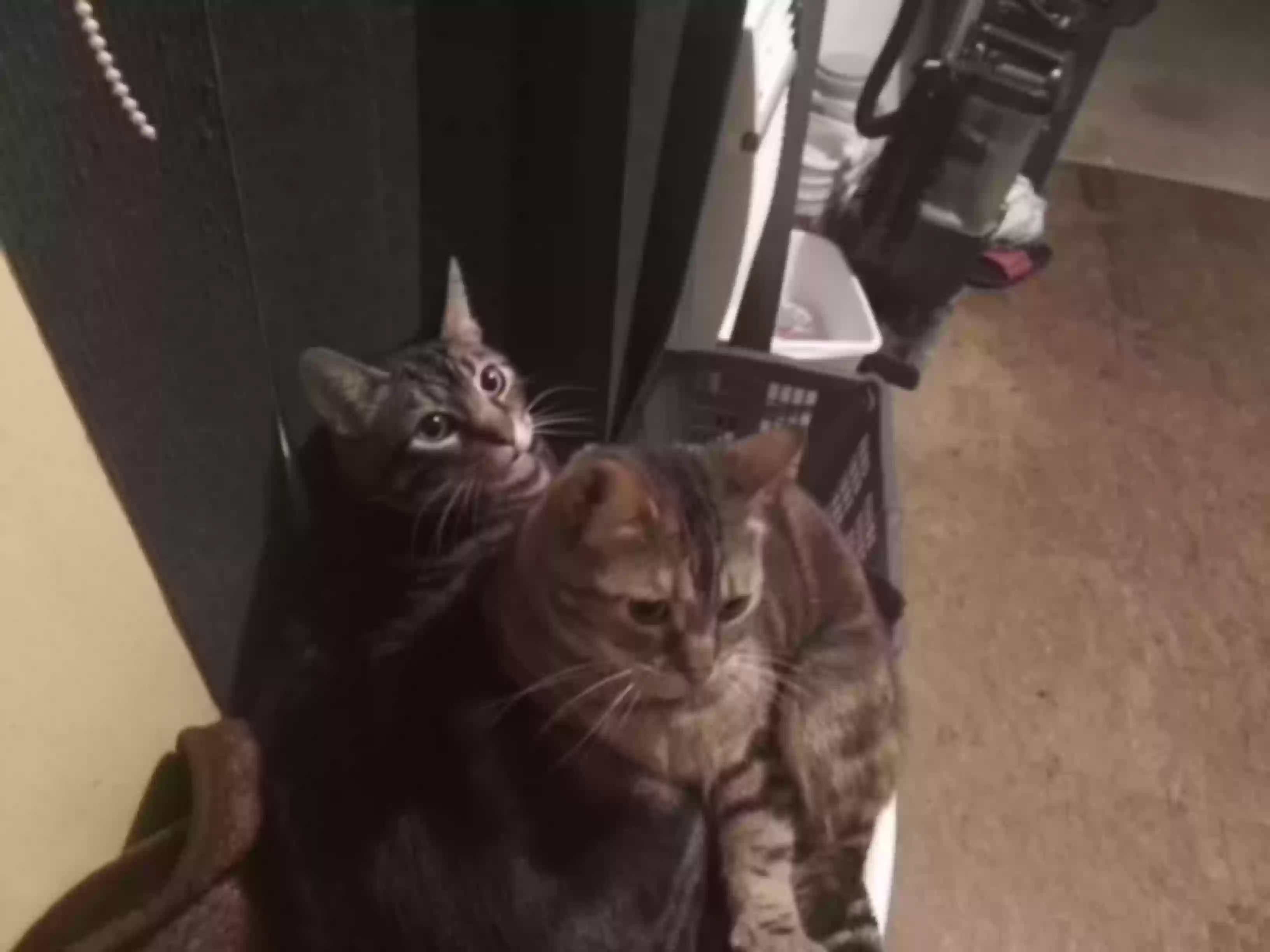 adoptable Cat in Piedmont,MO named Bella (M) and Pikachu (F)