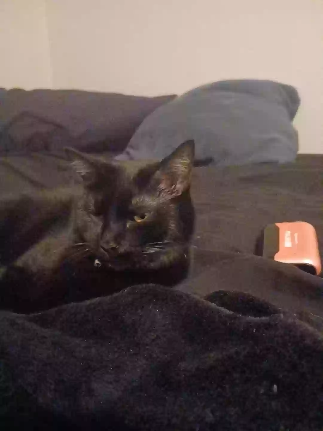 adoptable Cat in Longview,TX named MOON