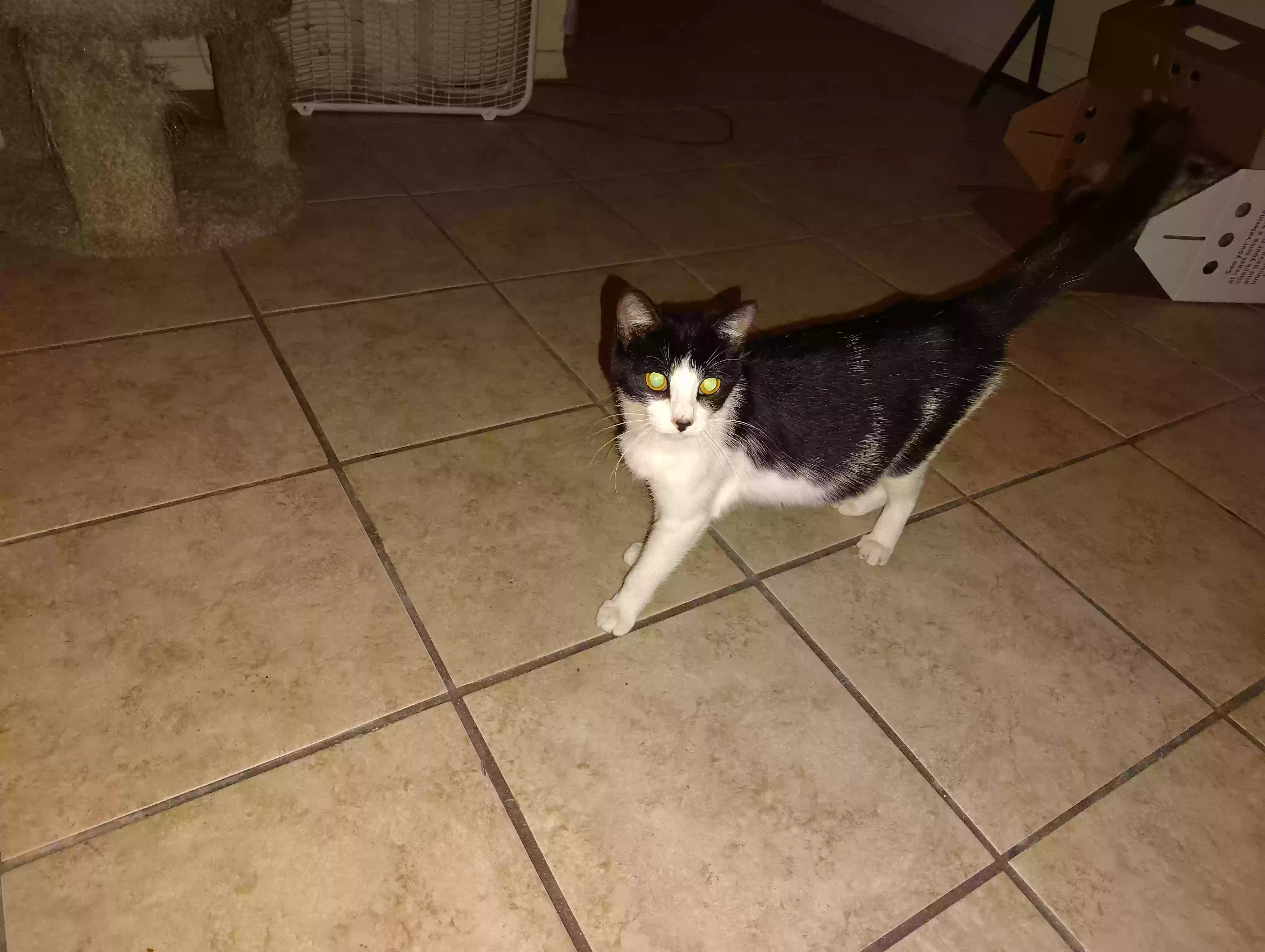 adoptable Cat in Tulsa,OK named Cat cow
