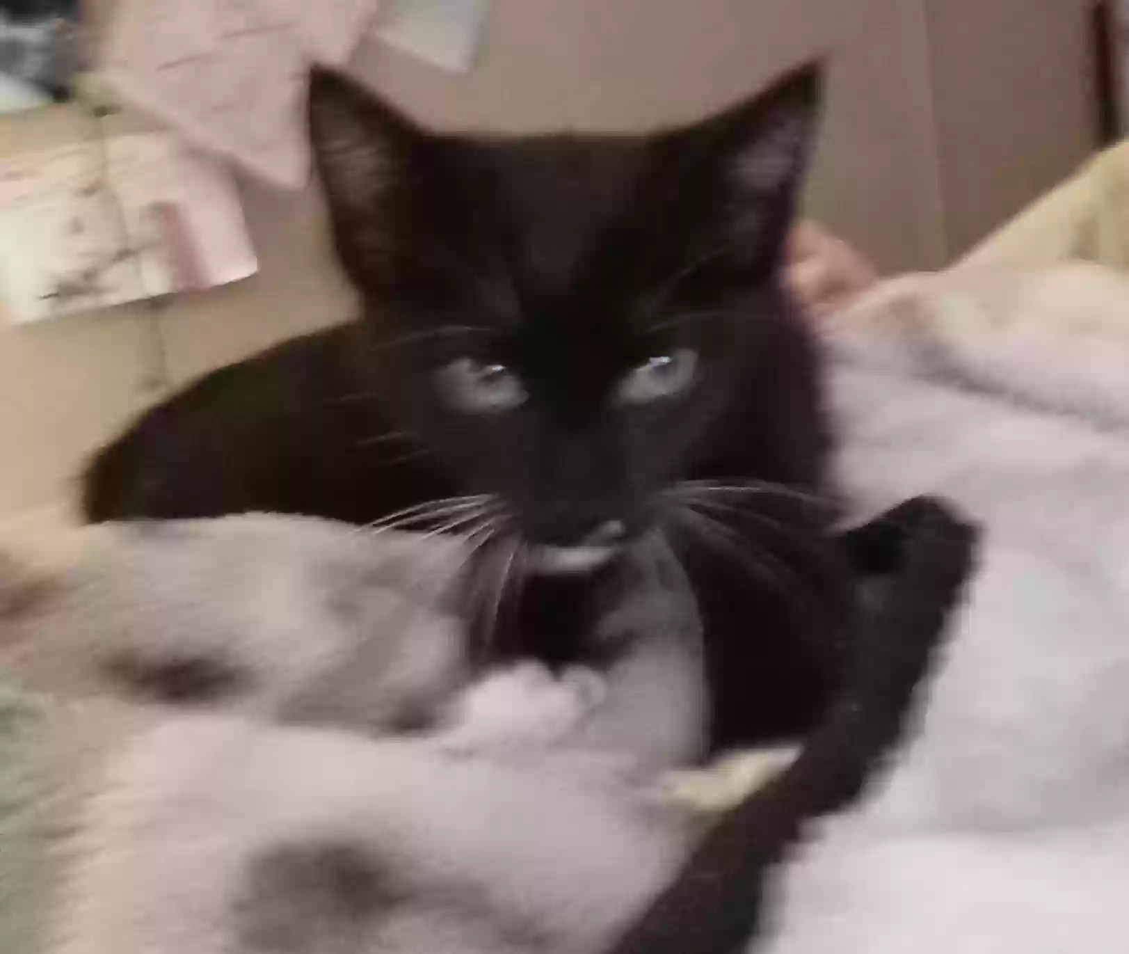 adoptable Cat in Bay Minette,AL named Sirius