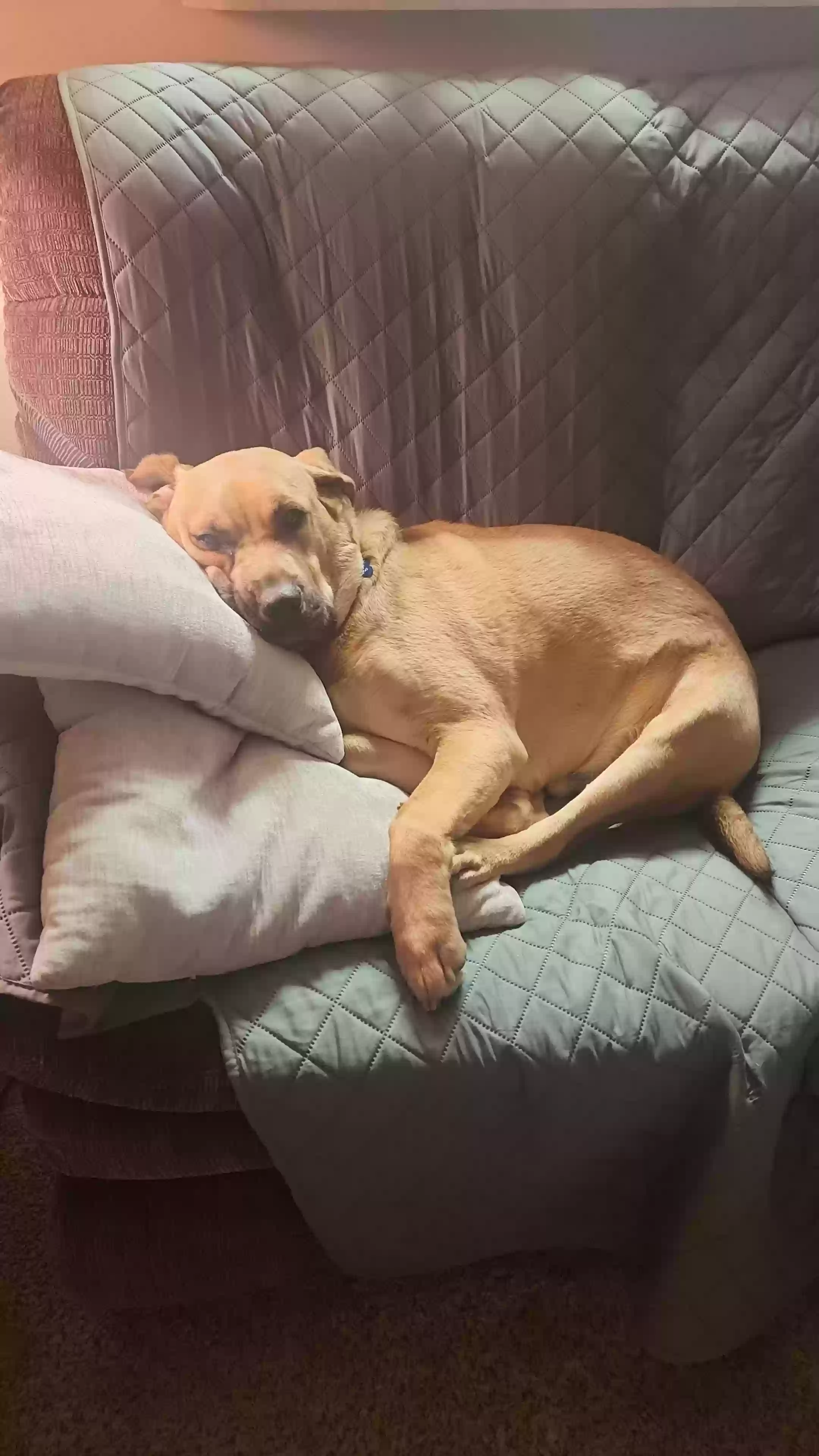 adoptable Dog in Lawrence,KS named Indy