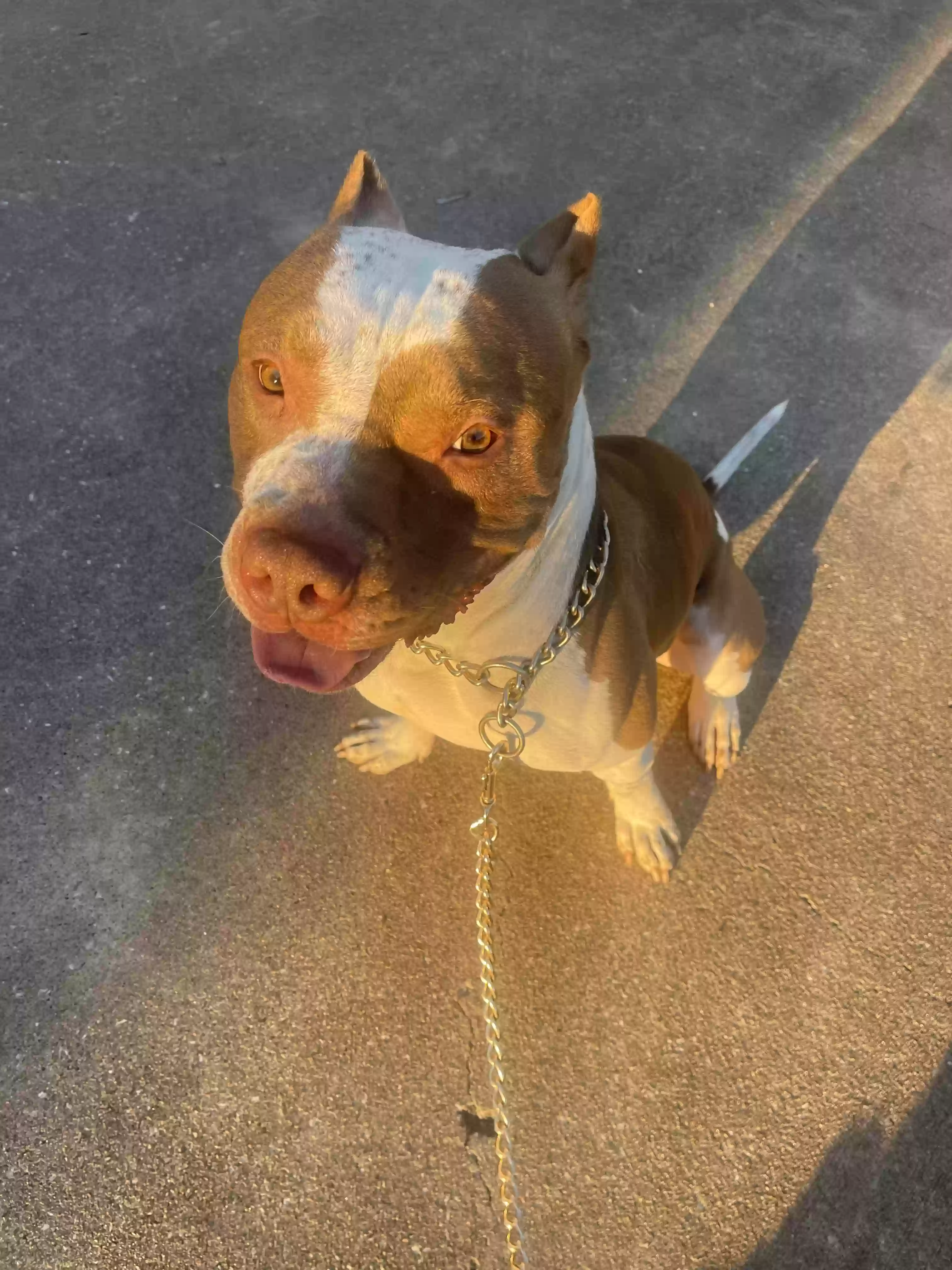 adoptable Dog in Spring,TX named Chop