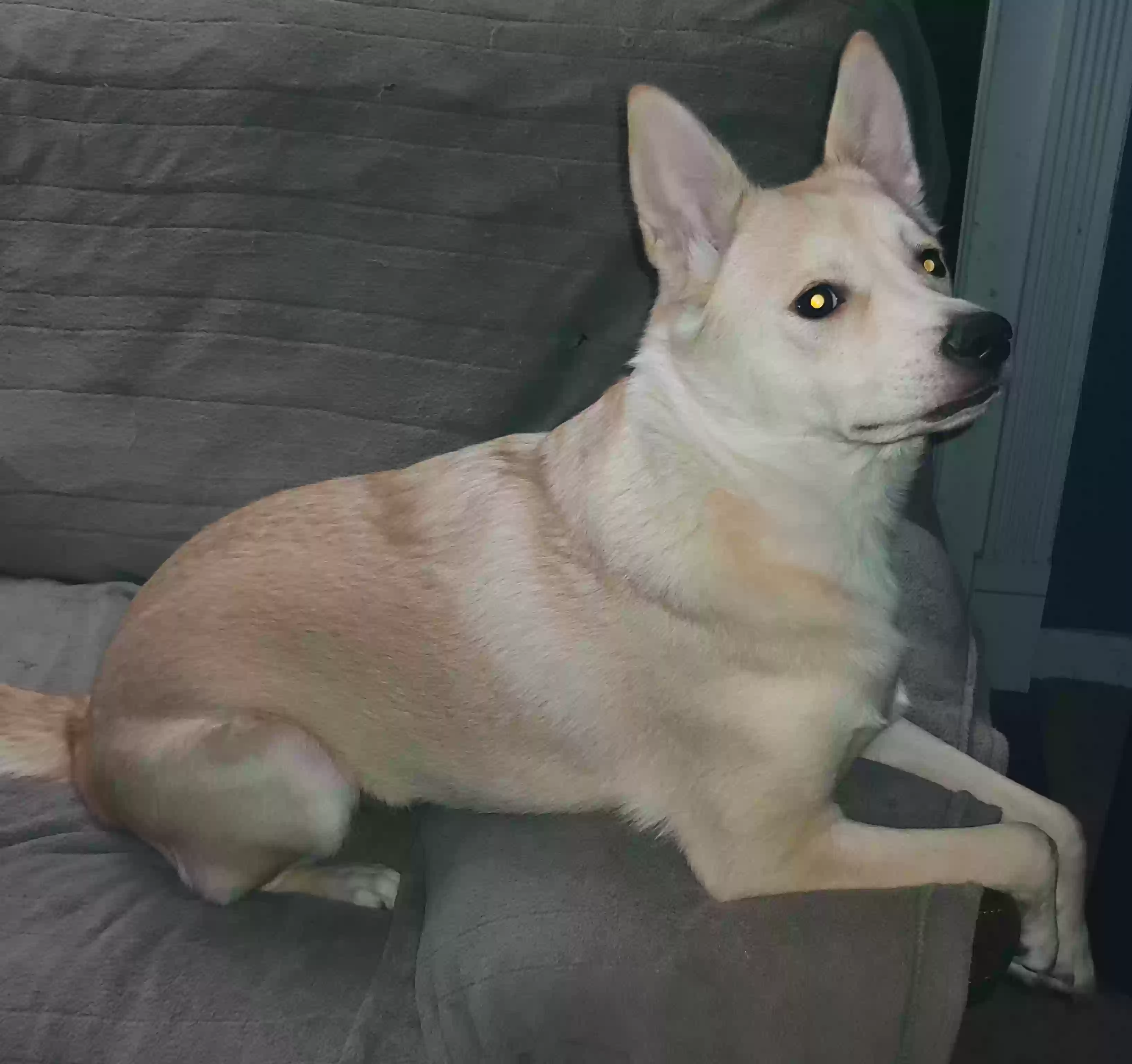 adoptable Dog in Raleigh,NC named Jojin (joe-jen)