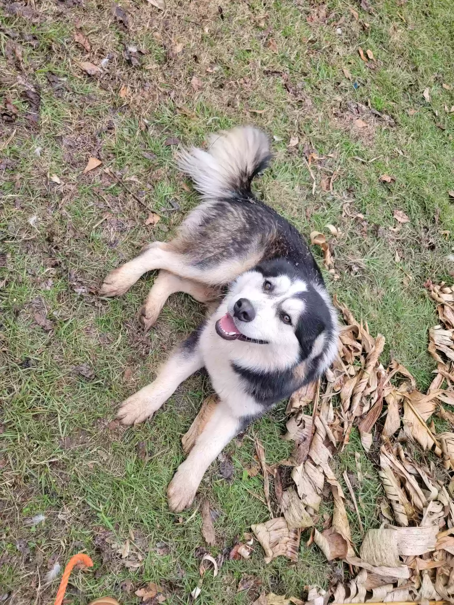 adoptable Dog in Kathleen,GA named Tex