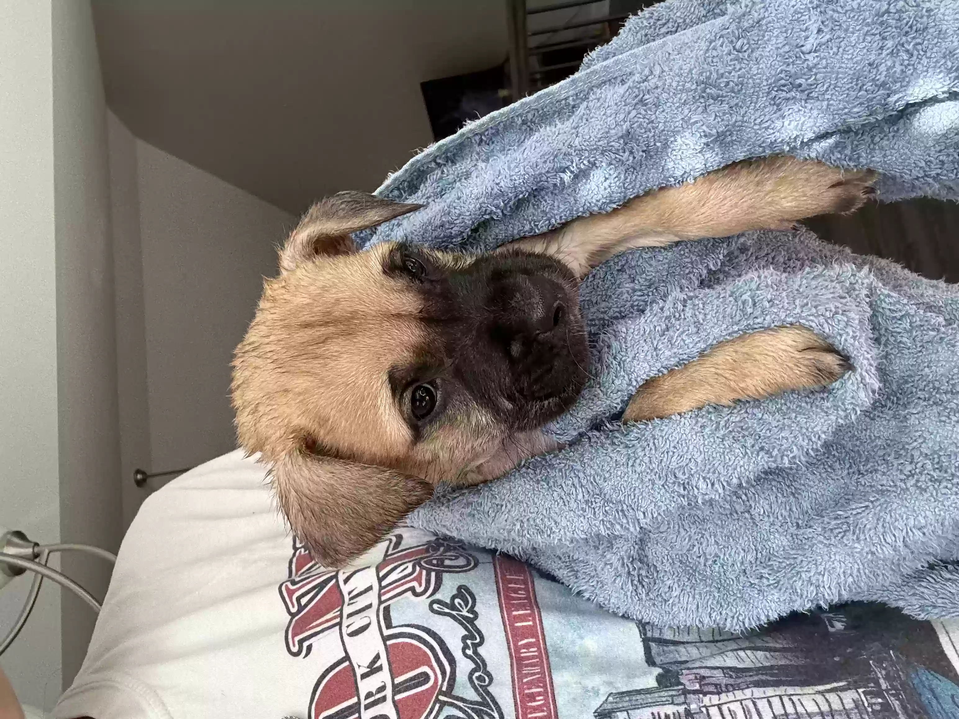 adoptable Dog in Douglasville,GA named bruno
