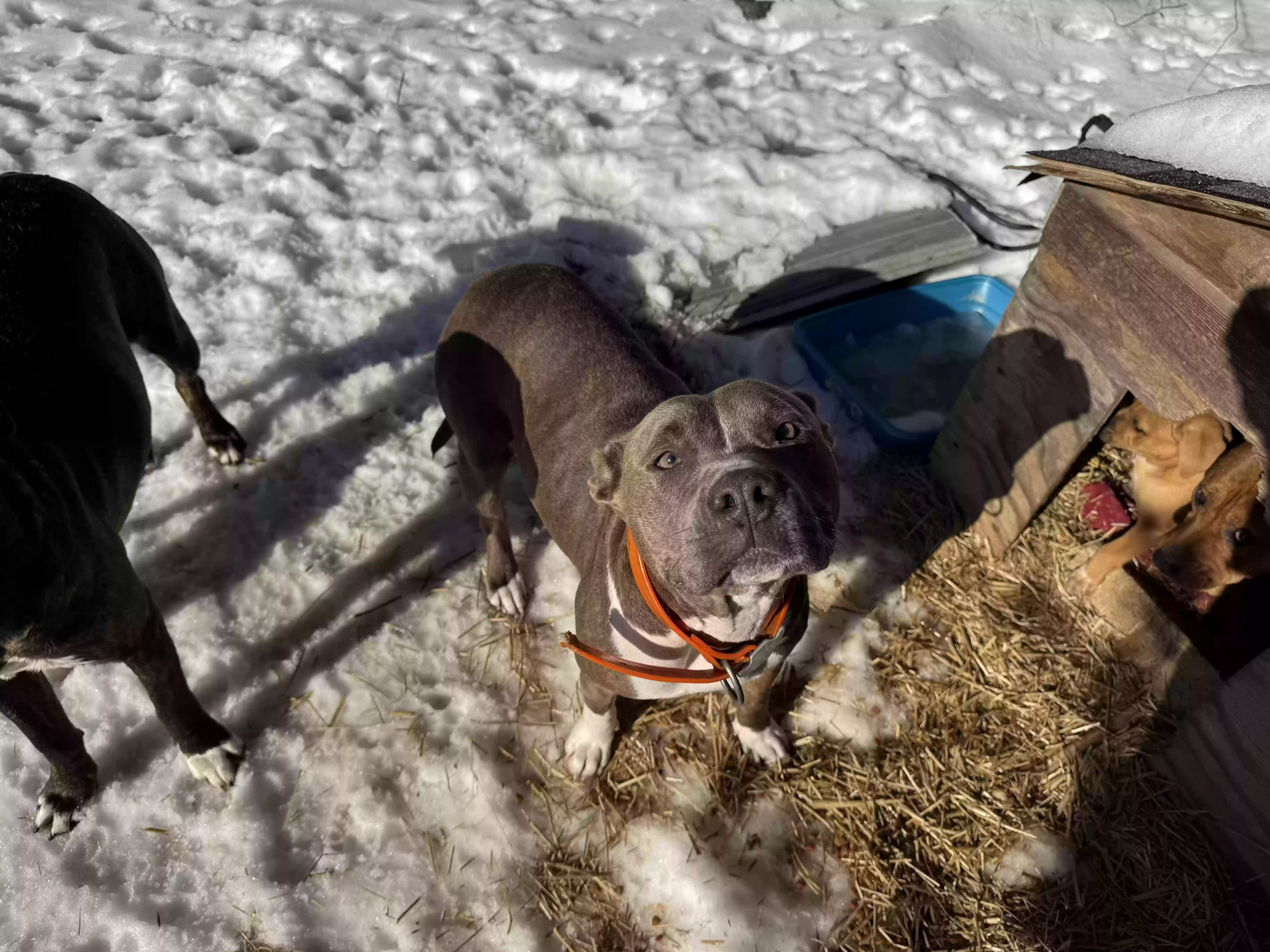 adoptable Dog in Poyen,AR named Mercedes