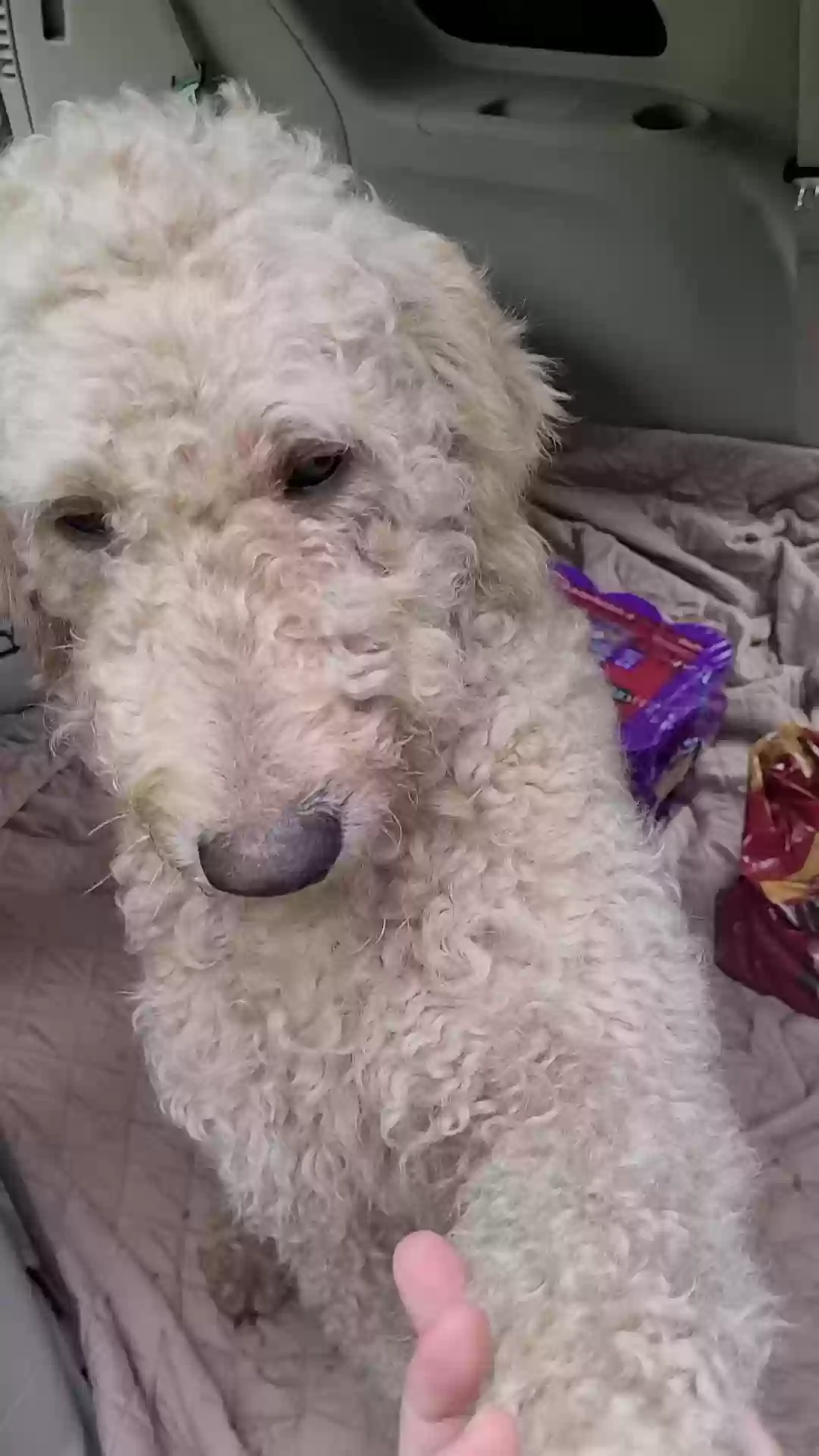 adoptable Dog in Broaddus,TX named Unknown