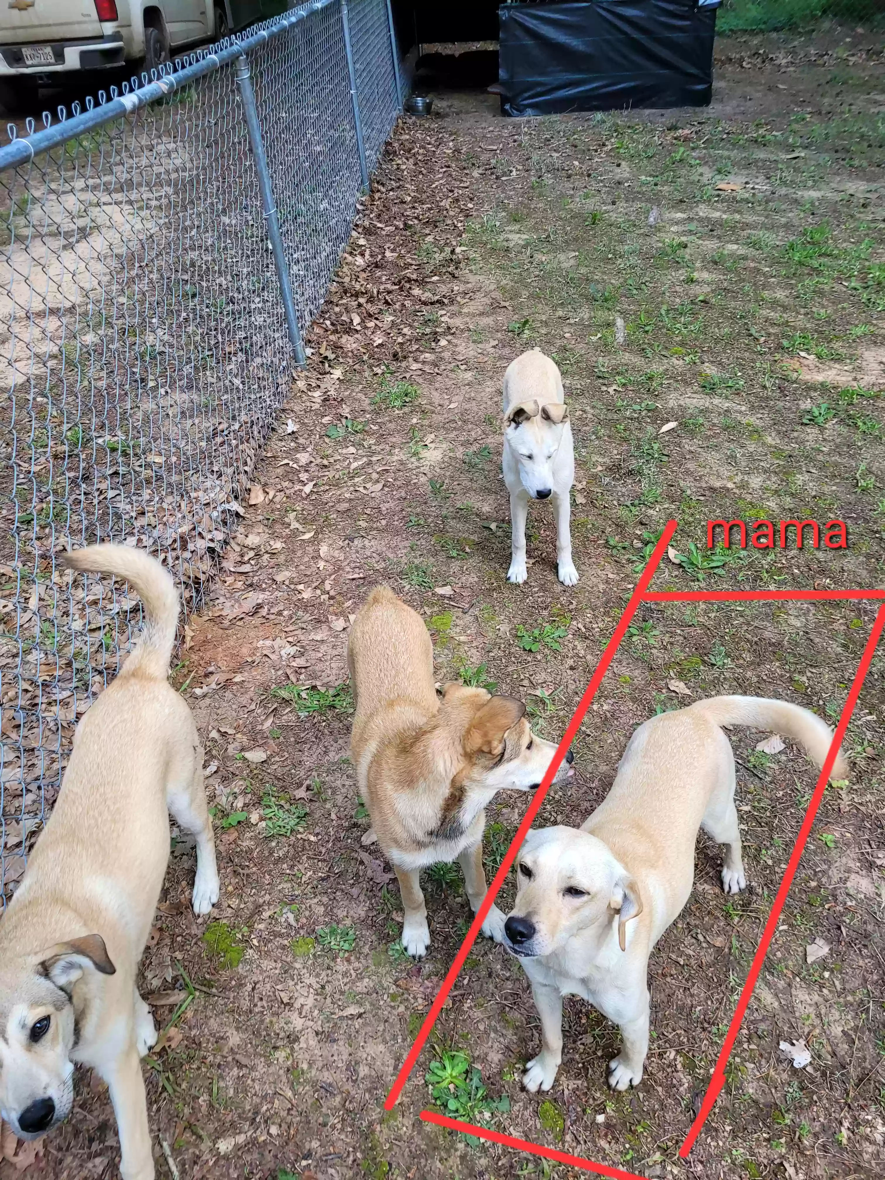 adoptable Dog in Broaddus,TX named Unknown