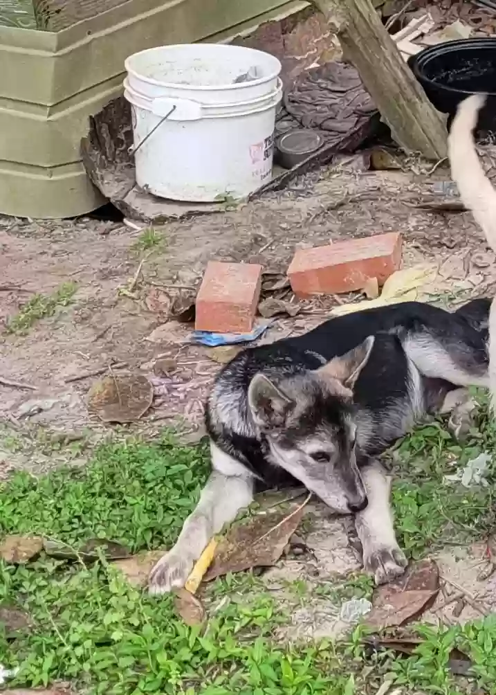 adoptable Dog in Broaddus,TX named Unknown