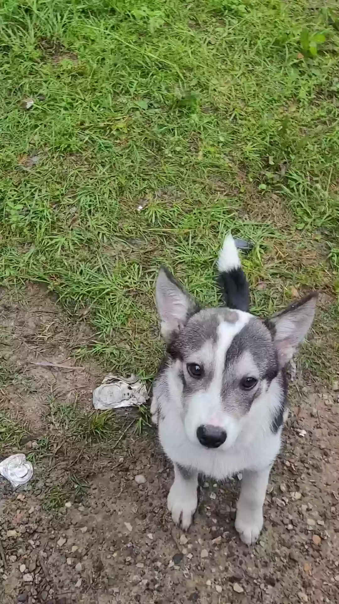 adoptable Dog in Broaddus,TX named Unknown
