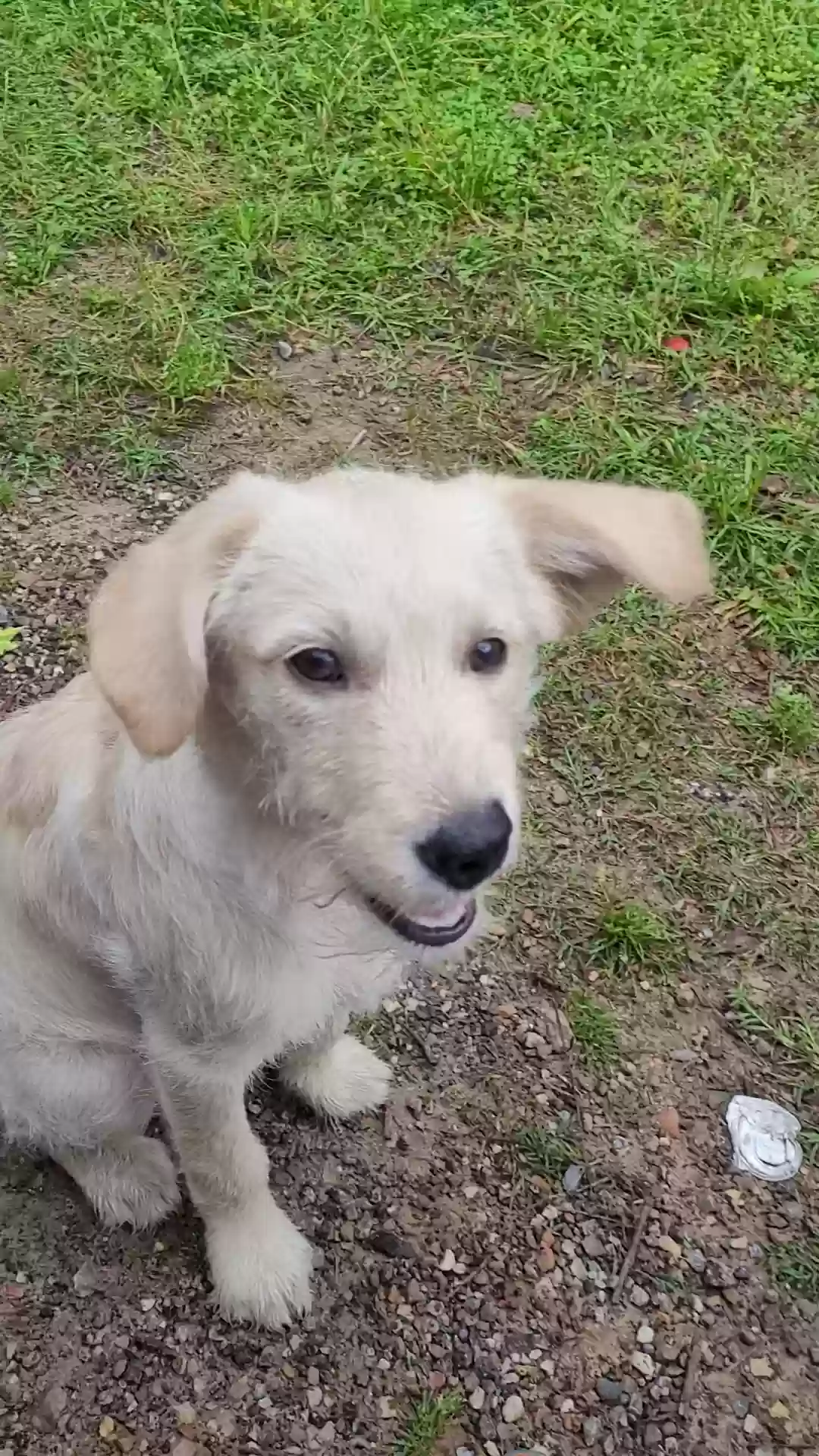 adoptable Dog in Broaddus,TX named Unknown