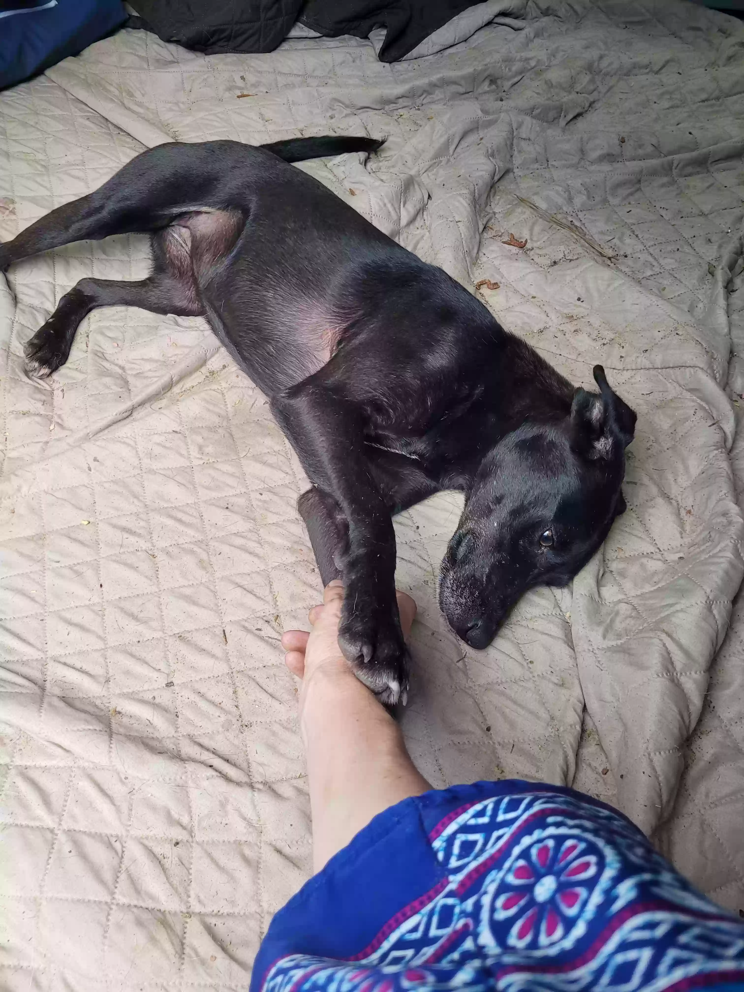 adoptable Dog in Broaddus,TX named Unknown