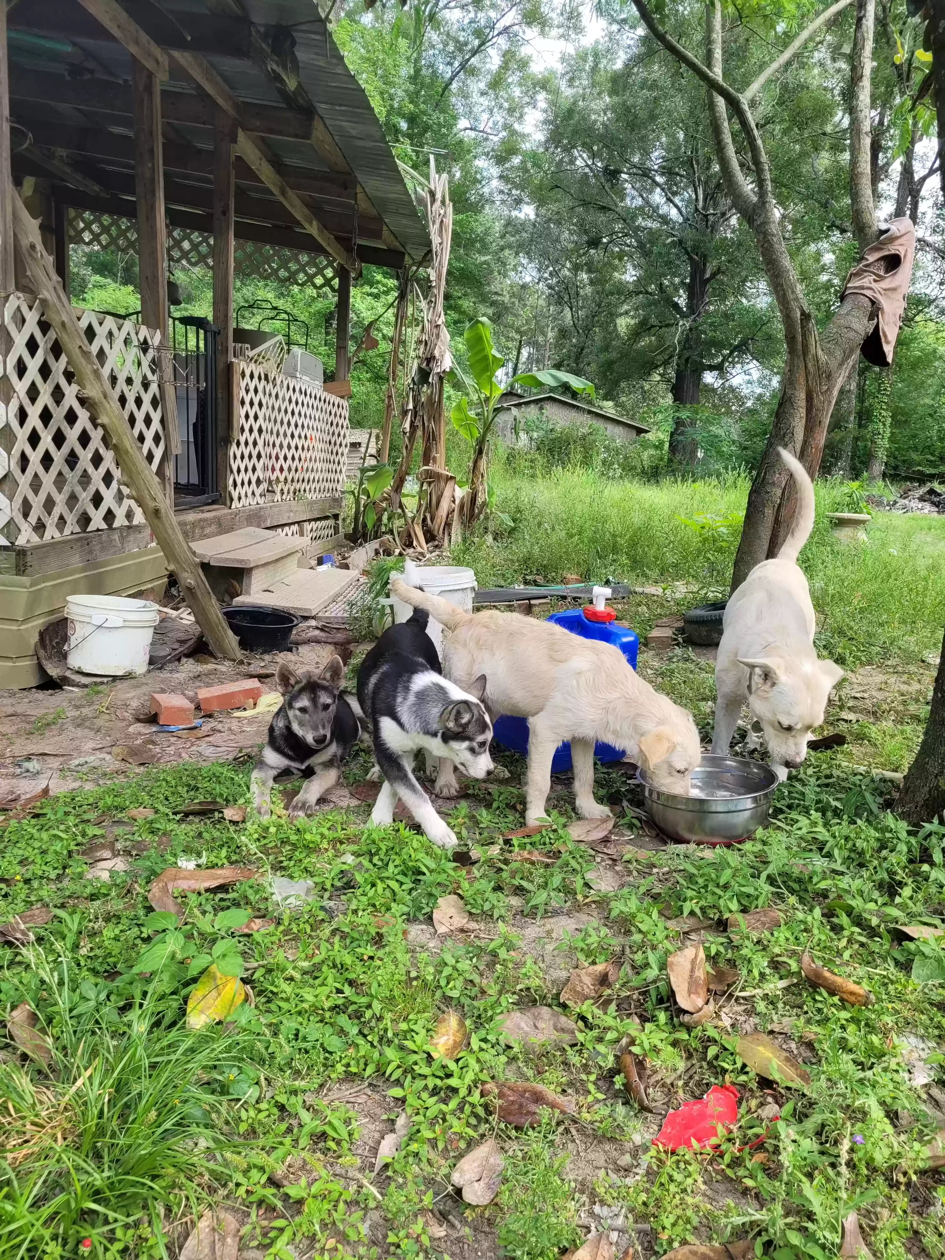 adoptable Dog in Broaddus,TX named Unknown