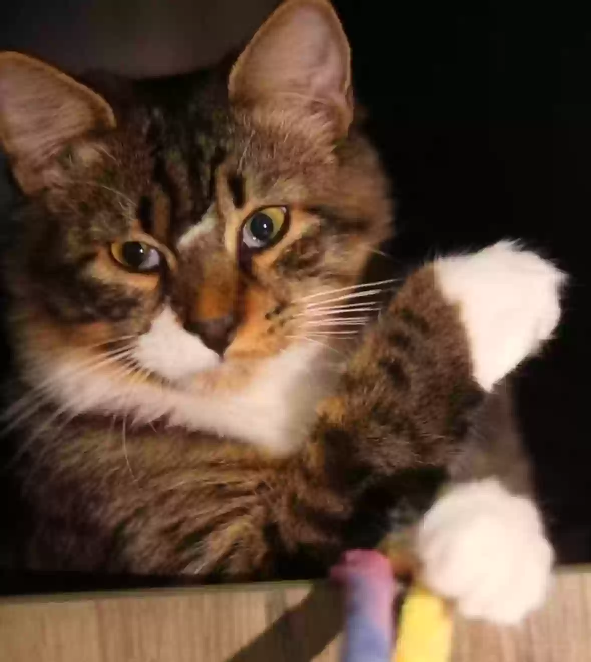 adoptable Cat in Orlando,FL named Simba