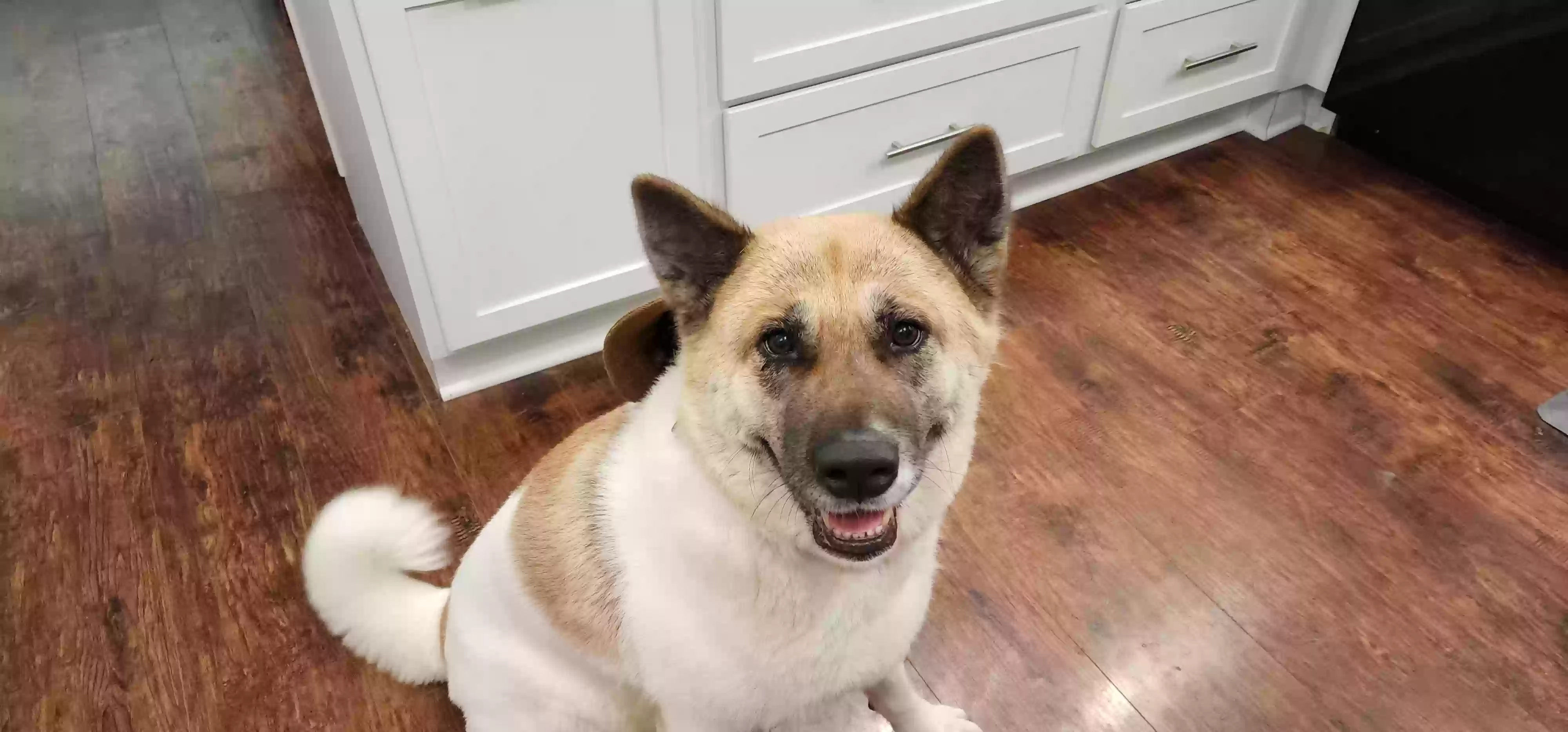 adoptable Dog in Mansfield,OH named Rosie