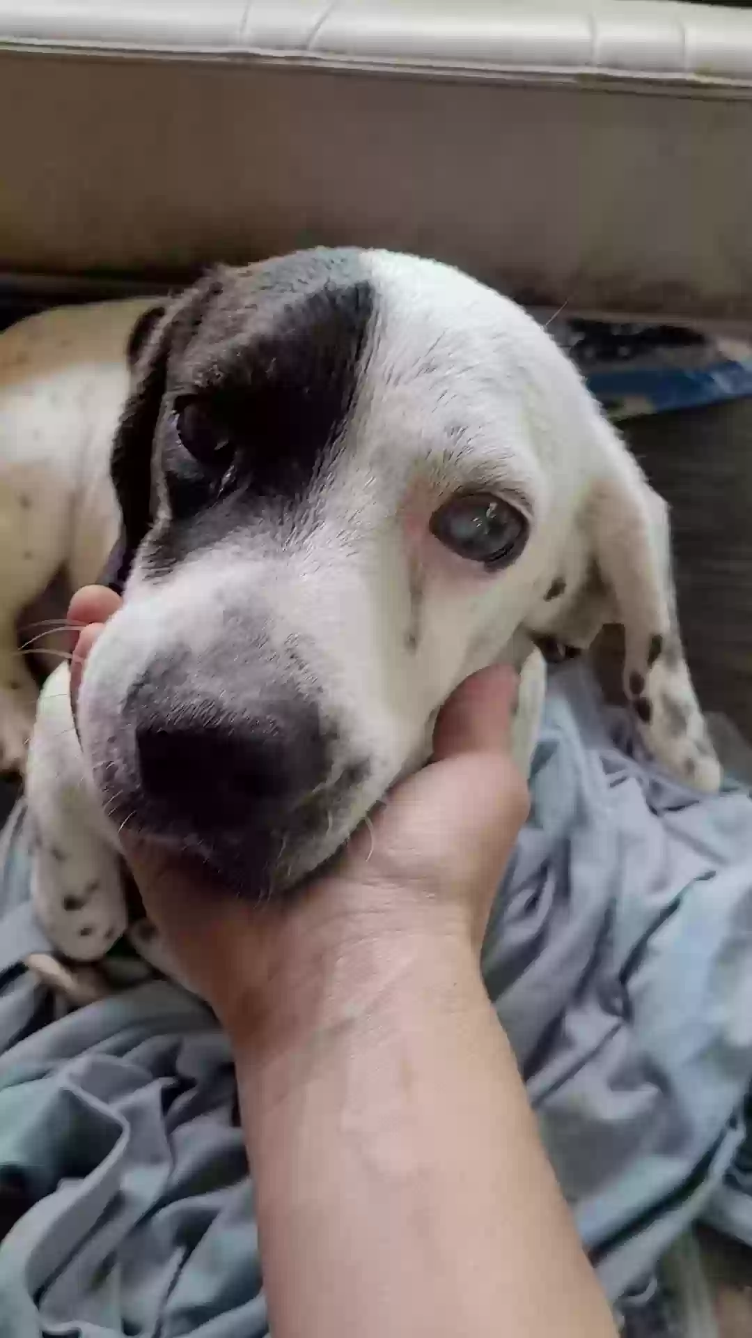 adoptable Dog in Broaddus,TX named Patches