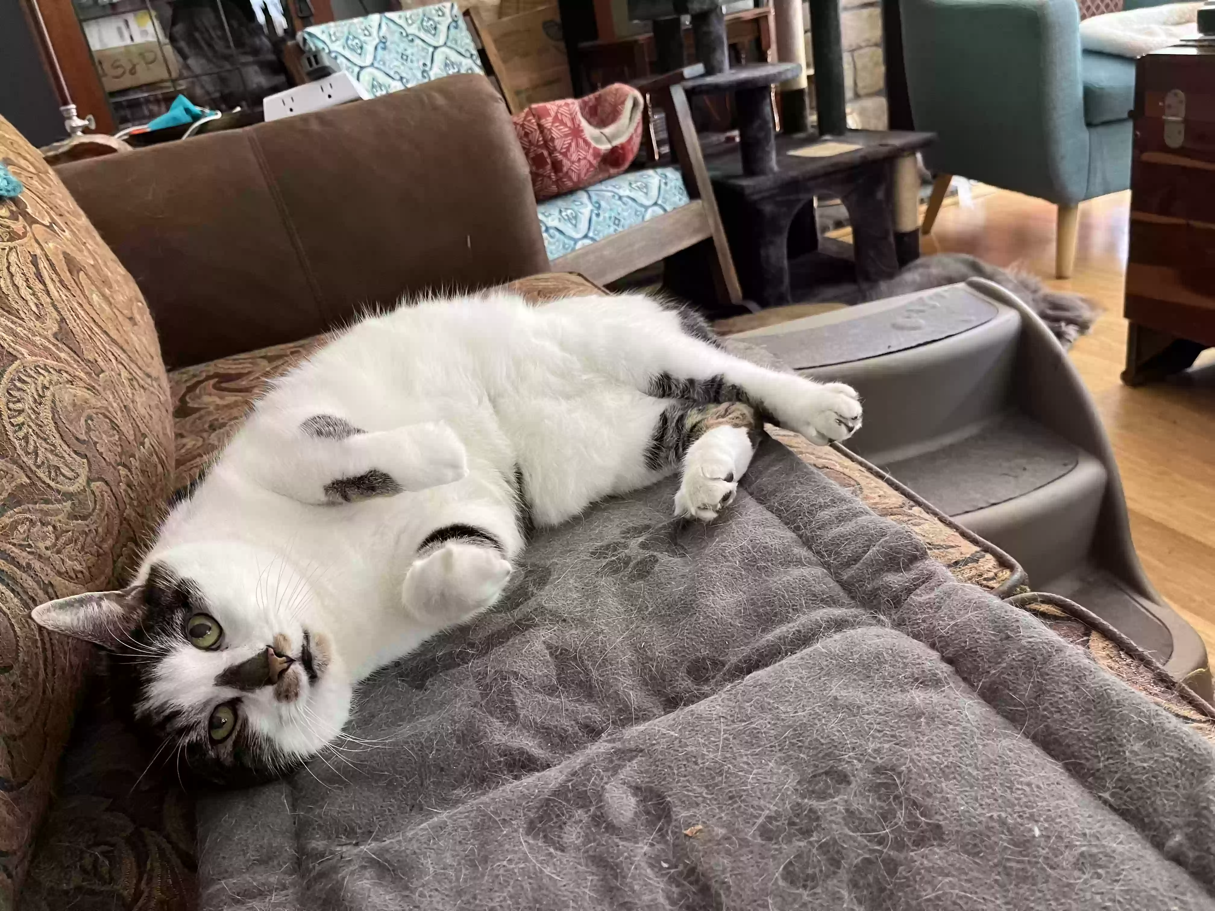 adoptable Cat in Eastsound,WA named Pooh Bear
