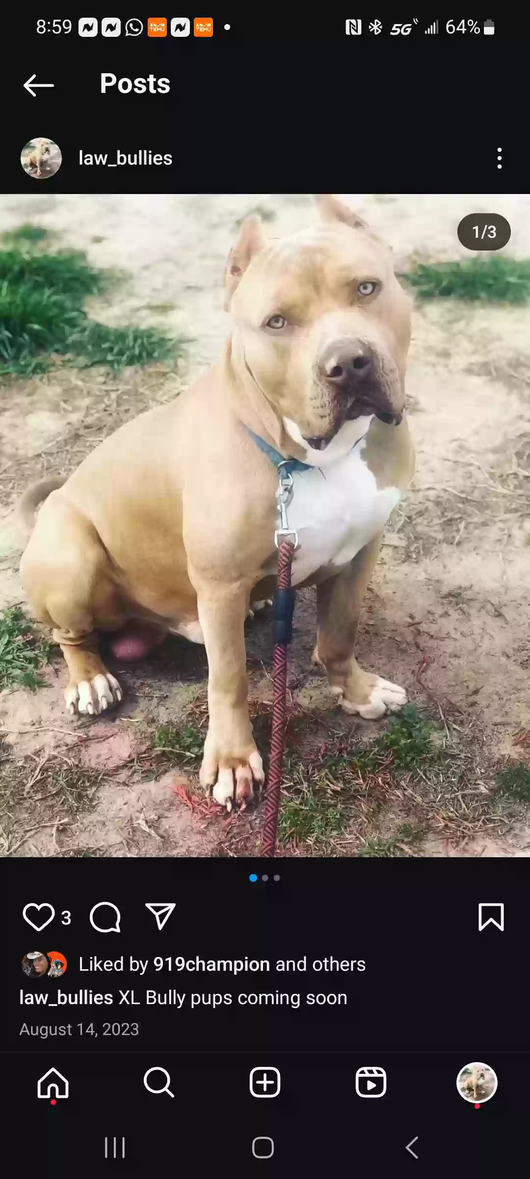 adoptable Dog in Benson,NC named Green