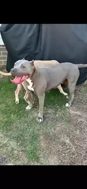 adoptable Dog in Benson,NC named Dior