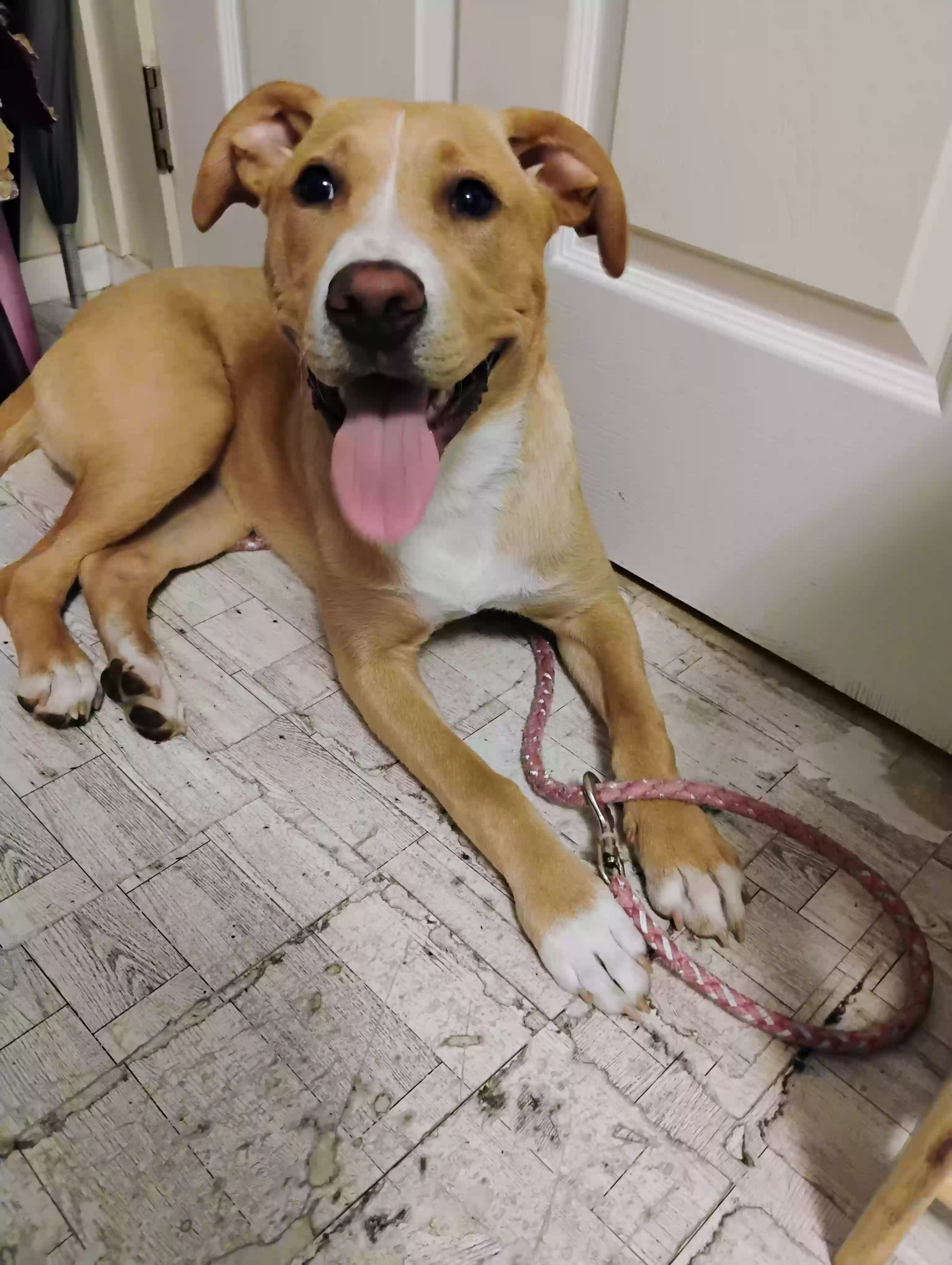 adoptable Dog in Medford,OR named Sadie