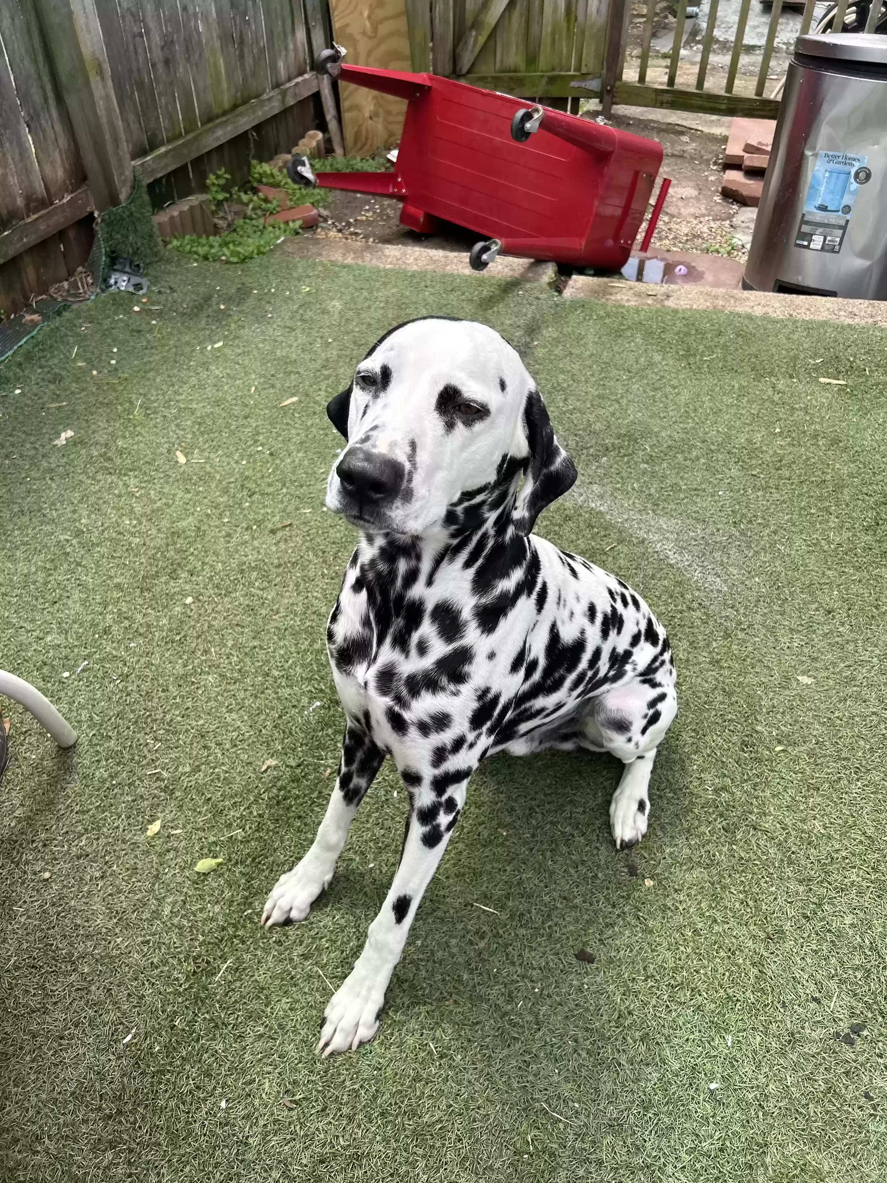 adoptable Dog in Phillipsburg,NJ named Charlie