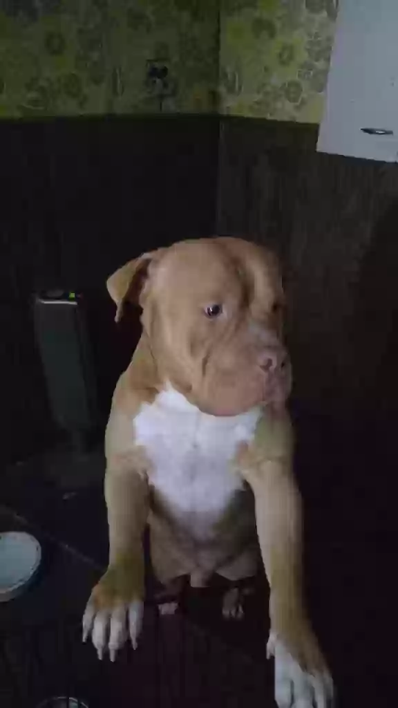 adoptable Dog in Chicago,IL named Simba