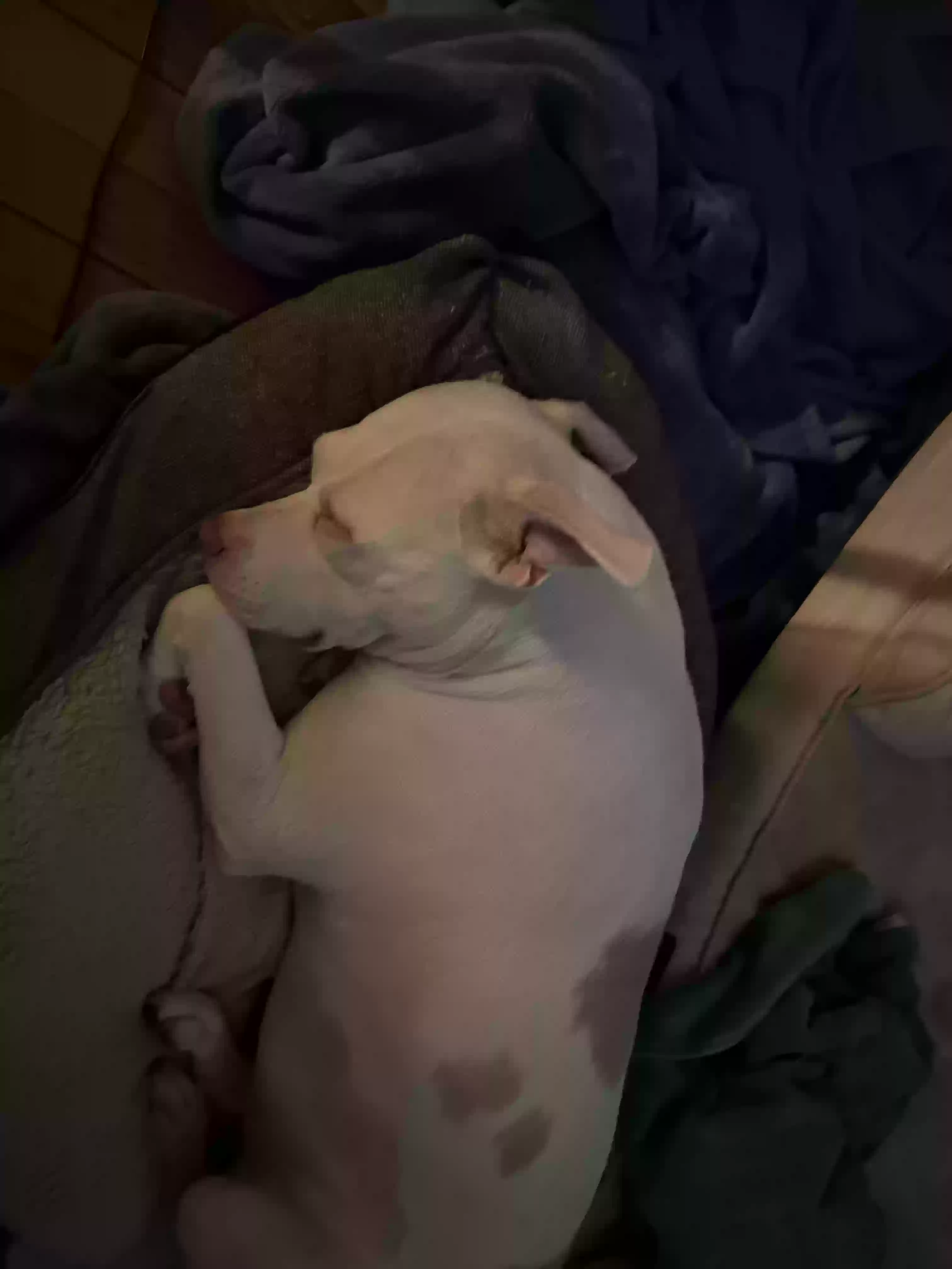 adoptable Dog in Chicago,IL named Ambrosia