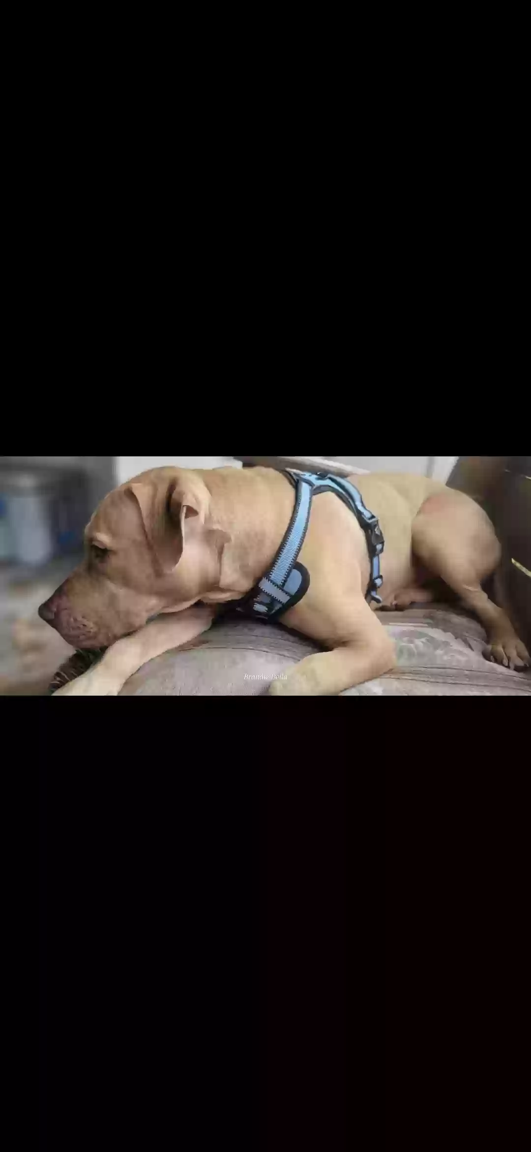 adoptable Dog in Jacksonville,FL named Buckee