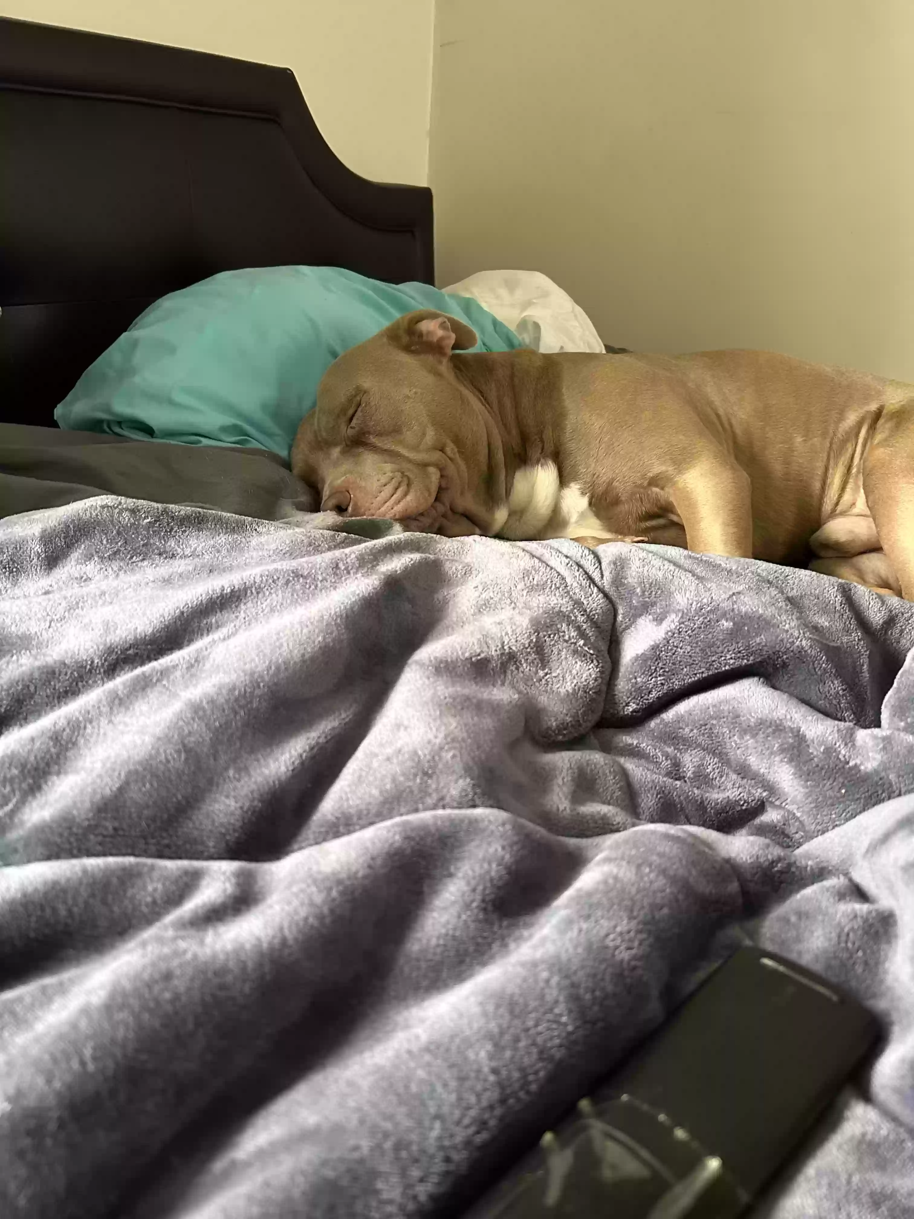 adoptable Dog in Chicago,IL named BabyBoy